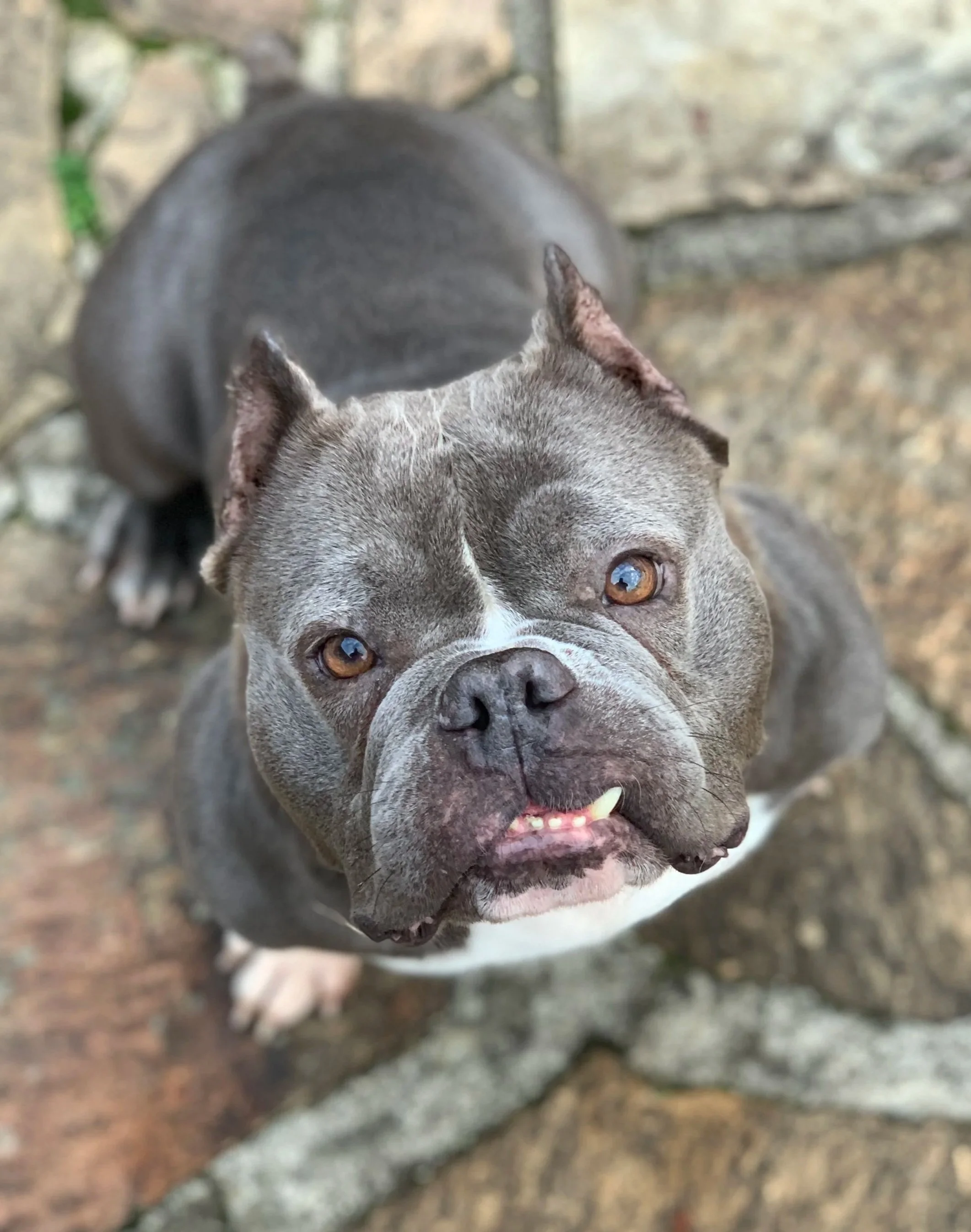 Close-up of a gray and white bulldog with a slightly open mouth, showing a tooth, looking up at the camera, with a stone and dirt background.