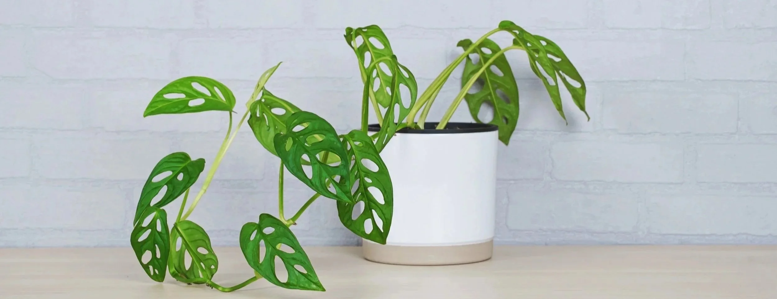 A potted Monstera adansonii plant with perforated green leaves on a light wooden surface in front of a white brick wall.
