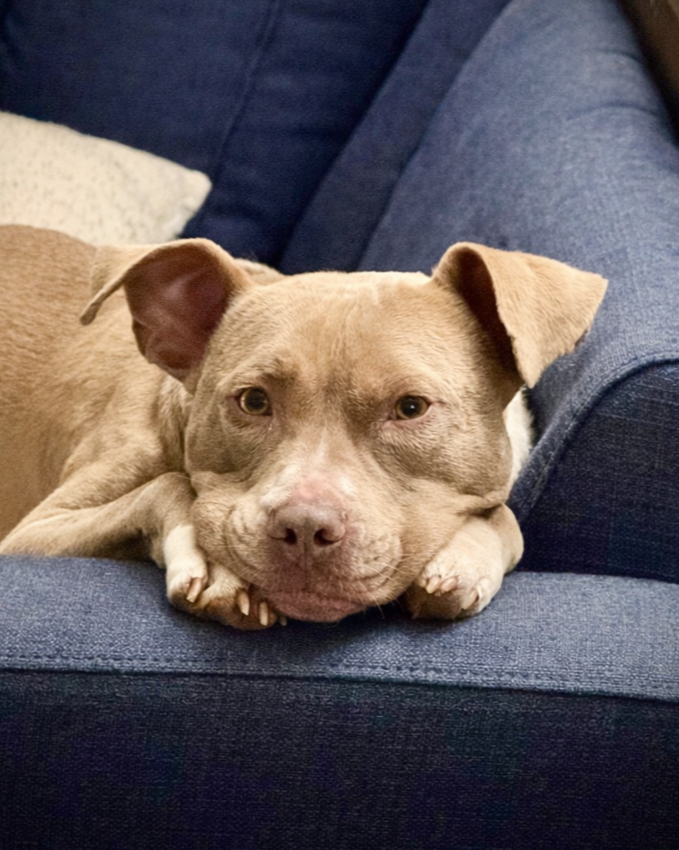 An adorable tan and white pitbull resting on a blue couch.