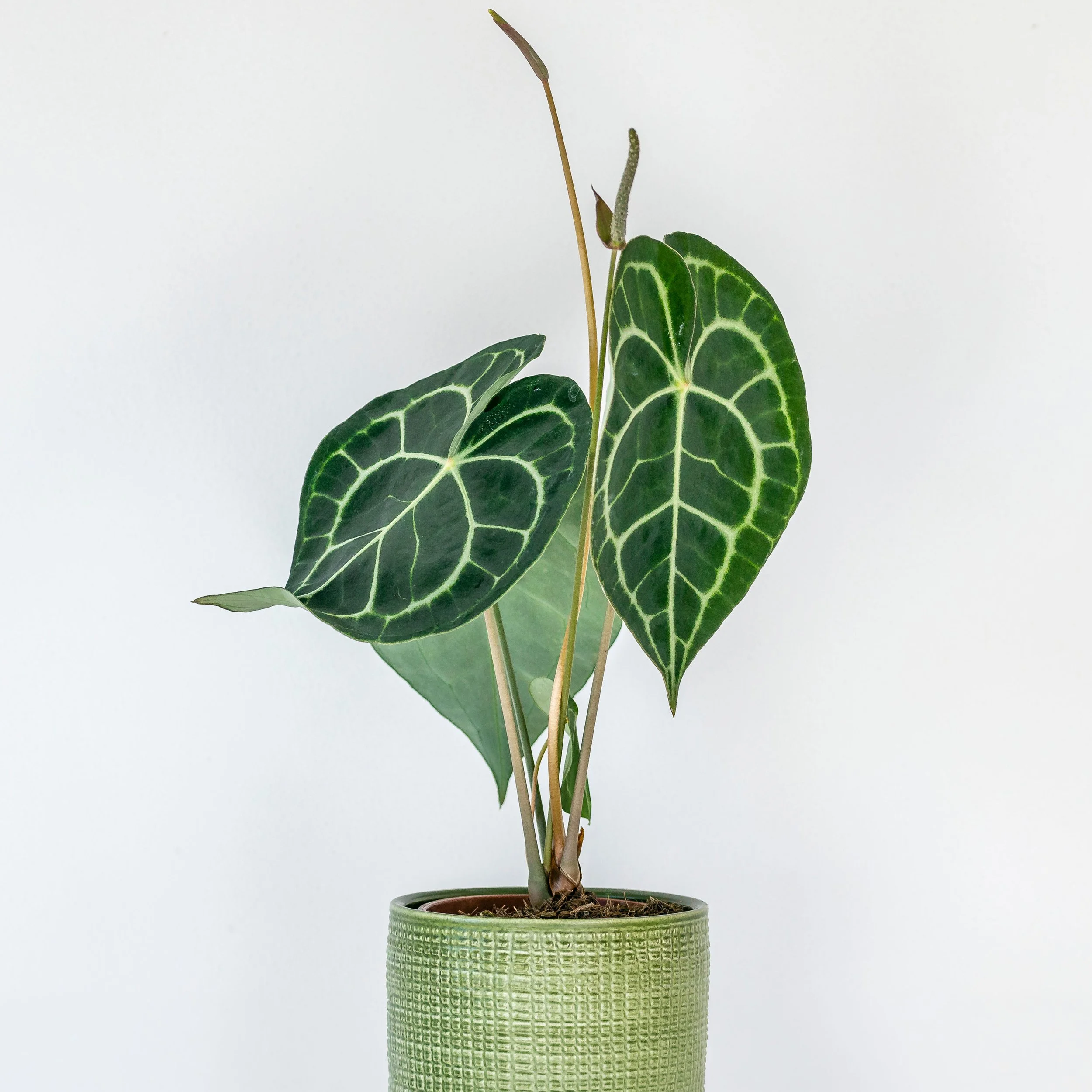 A potted green plant with heart-shaped leaves featuring prominent white veins, placed in a textured green pot against a white background.