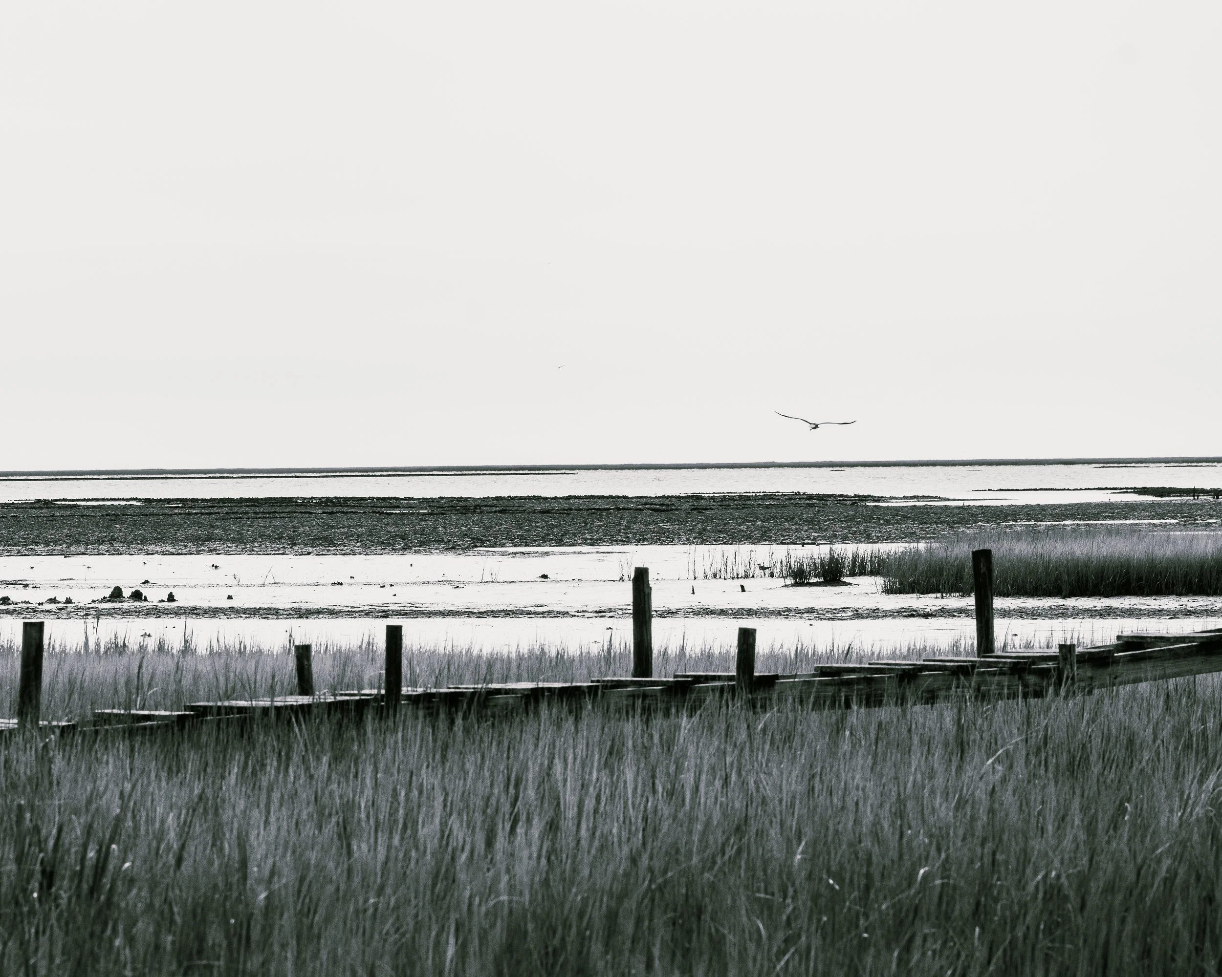 Salt Marsh