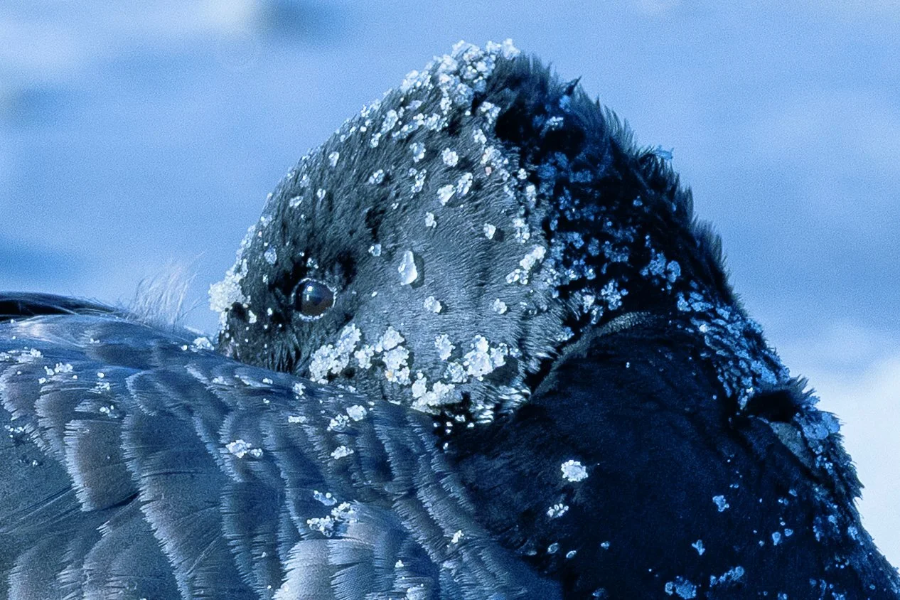 Ice-encrusted Brant