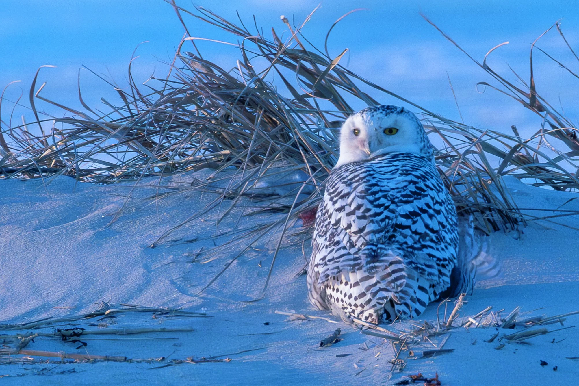 Snowy owl in the wind