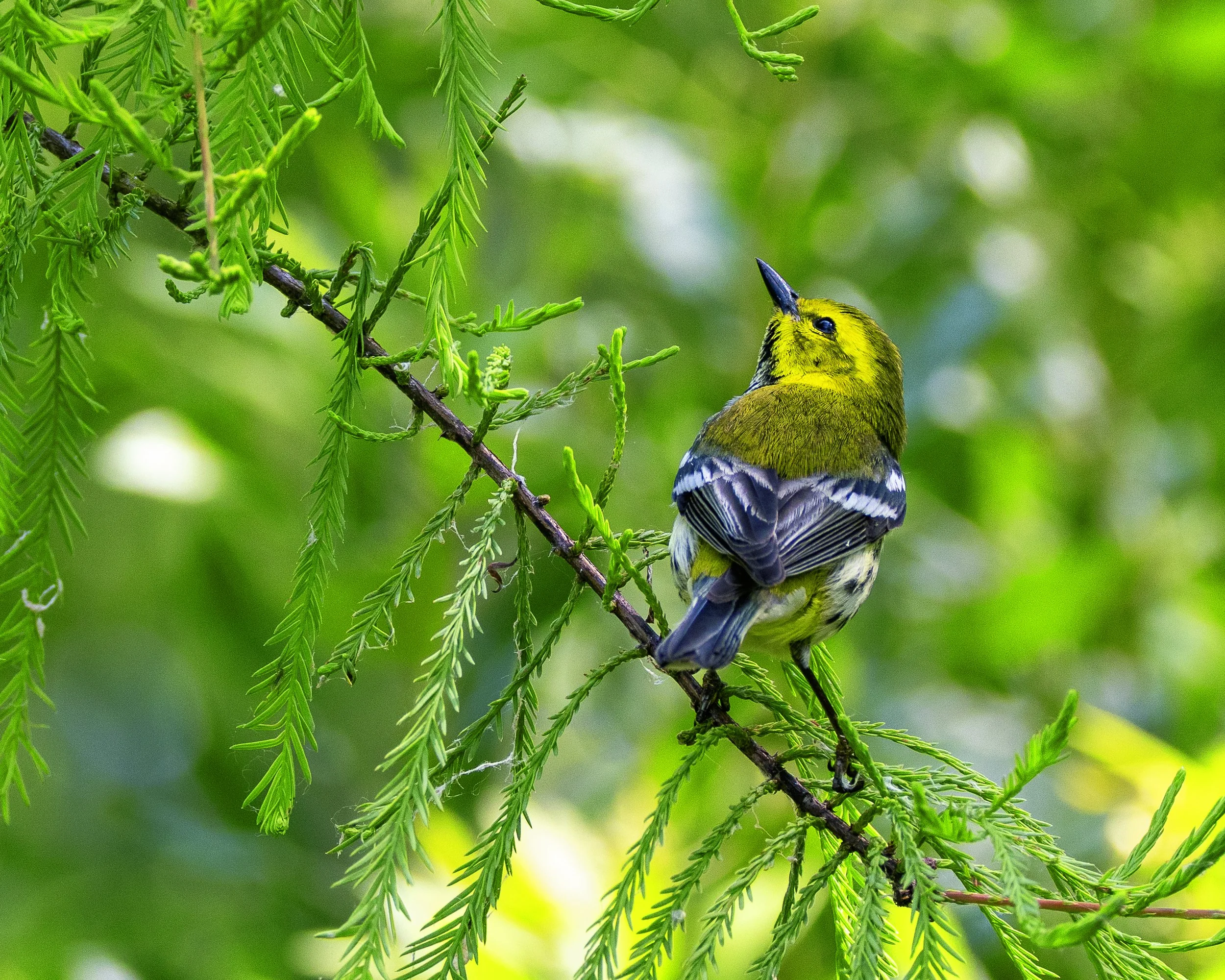 Black-throated green warbler