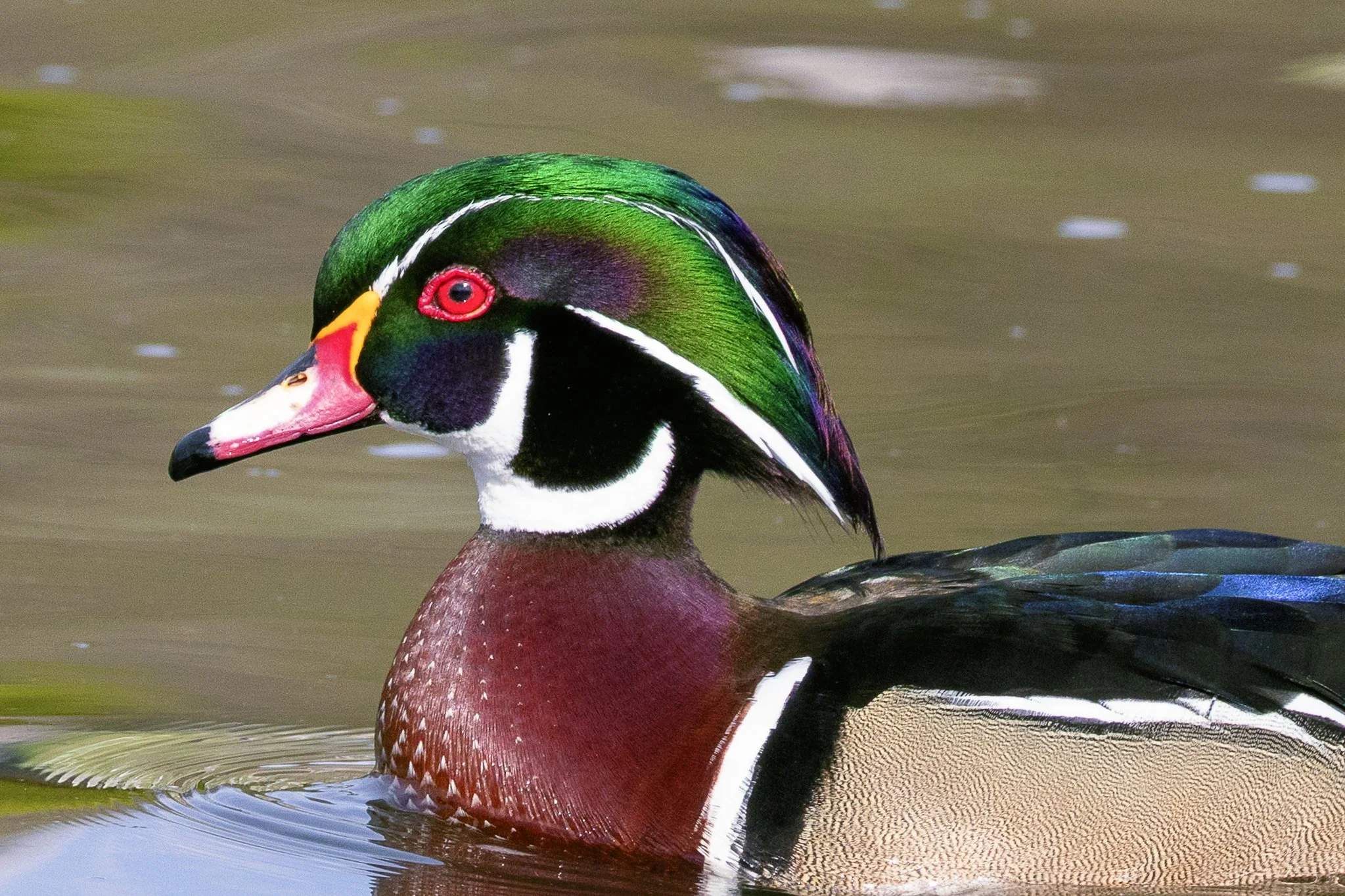 Male Wood Duck