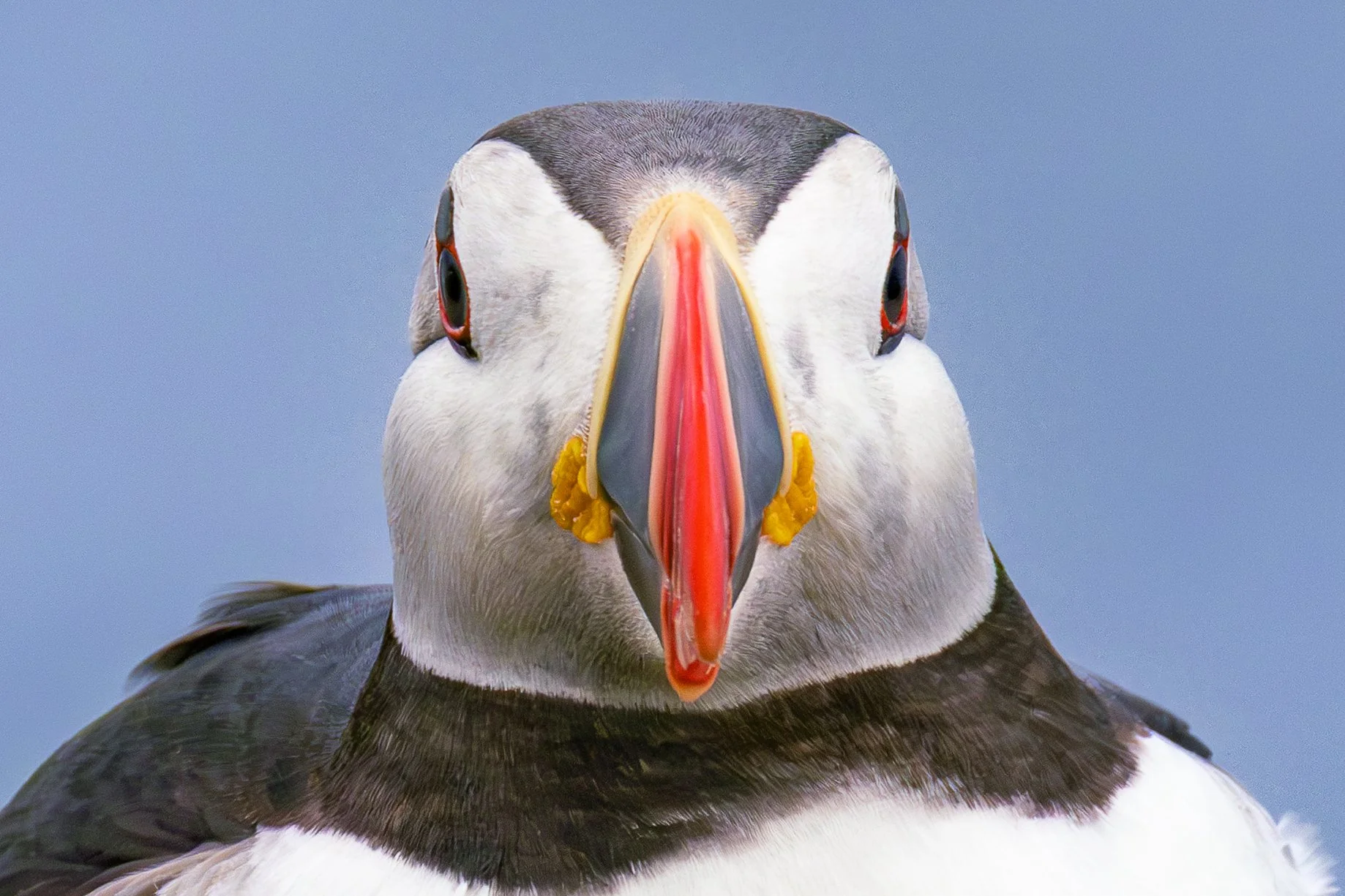 Puffin of Vigur