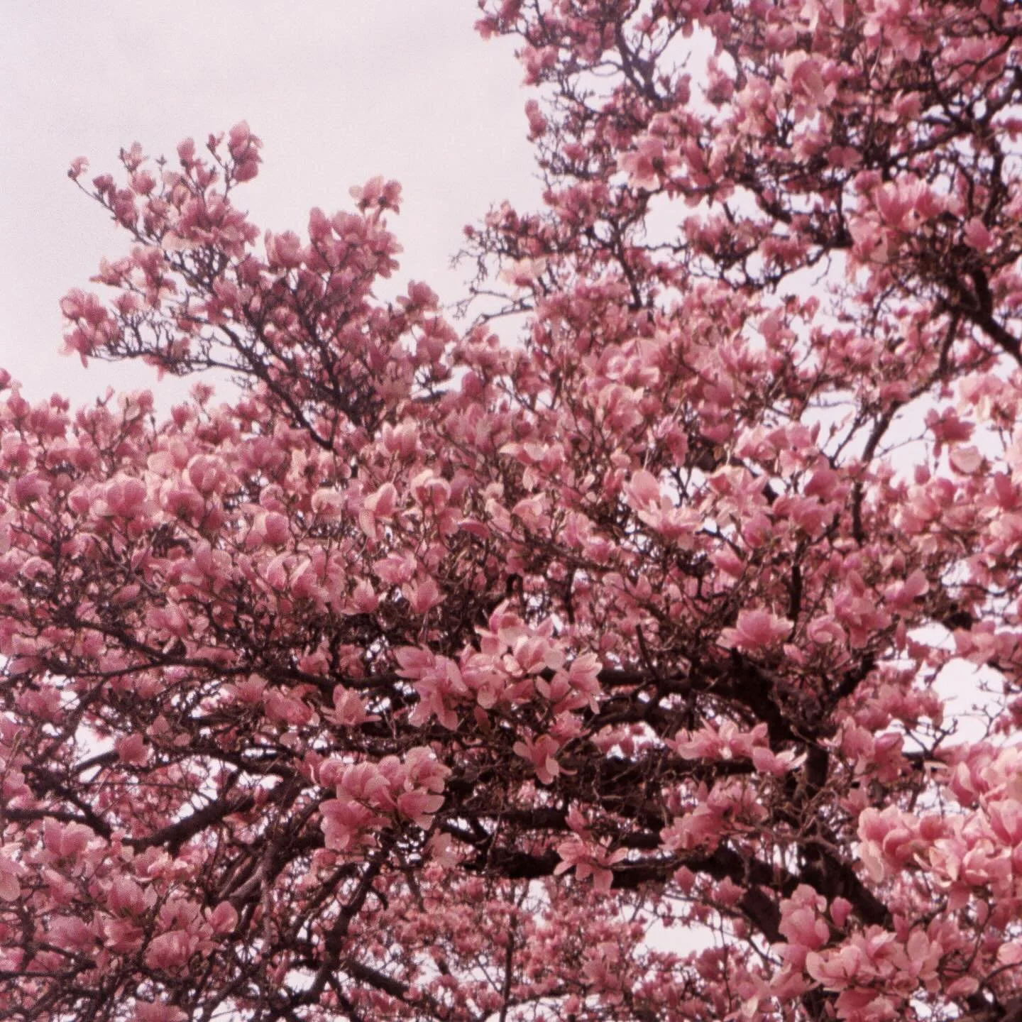 springtime on #kodakgold200