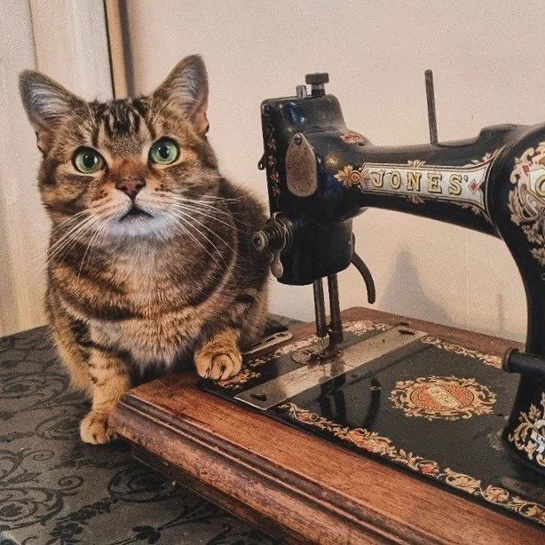 Tabby cat beside vintage sewing machine on table.