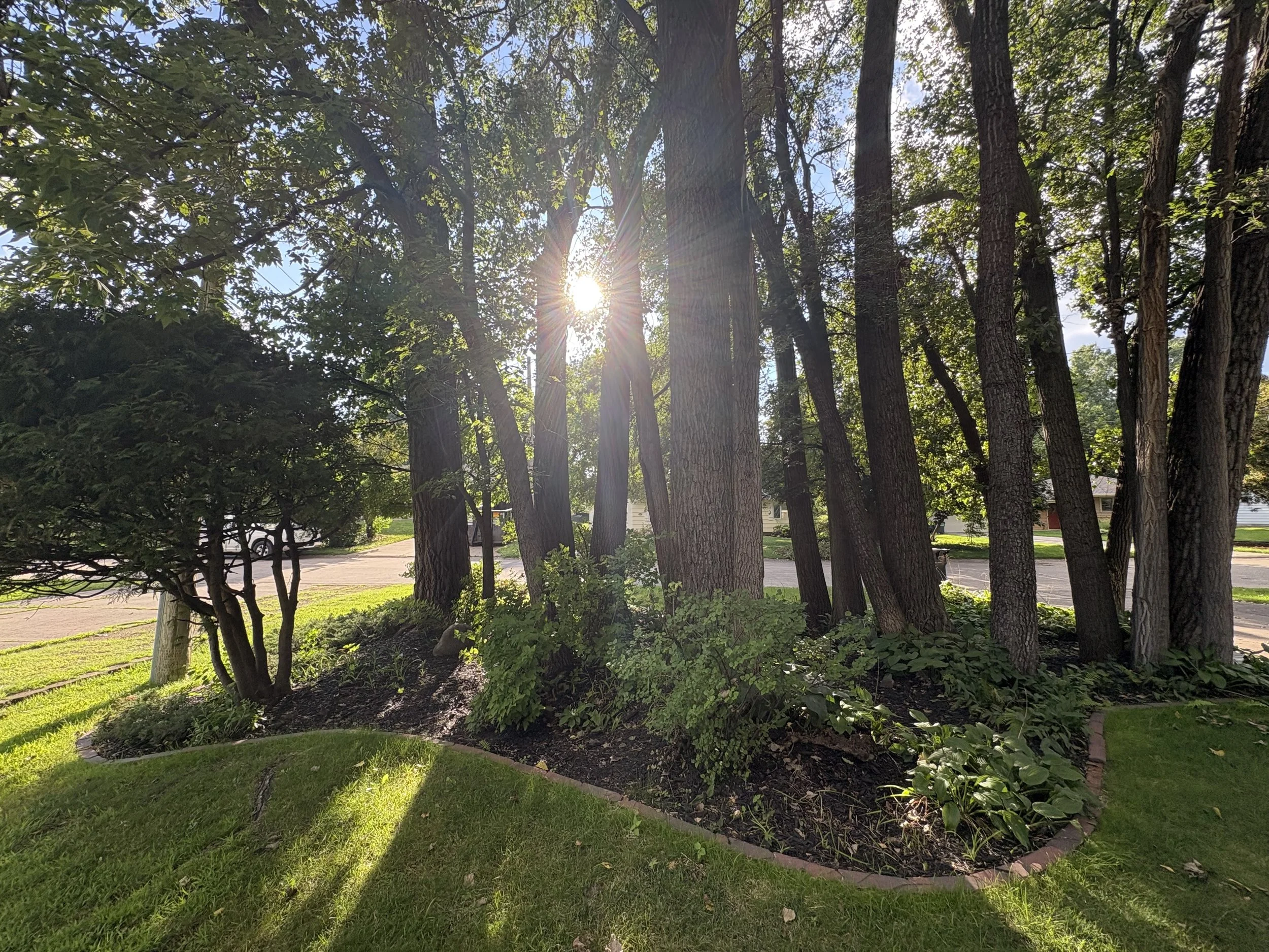 Sun shining through a cluster of tall trees in a residential yard, with a well-maintained grassy lawn and garden bed.