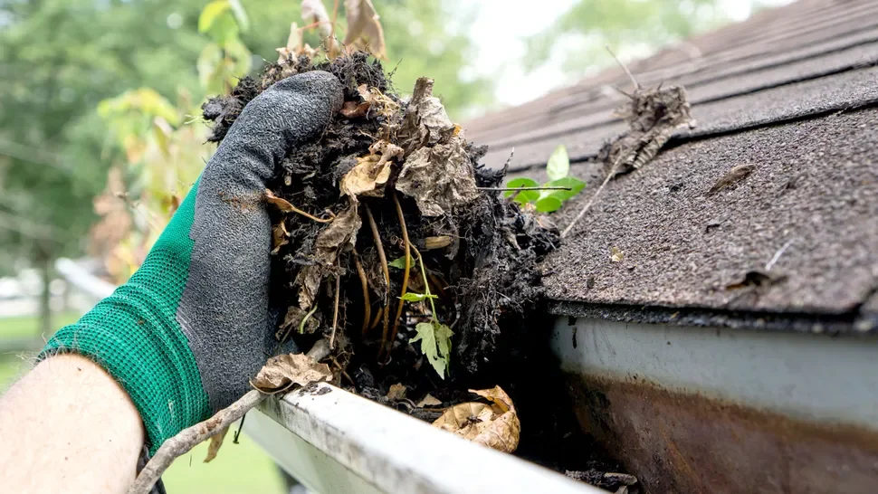 Person wearing a green glove removing debris and leaves from a gutter on a house with a shingled roof.