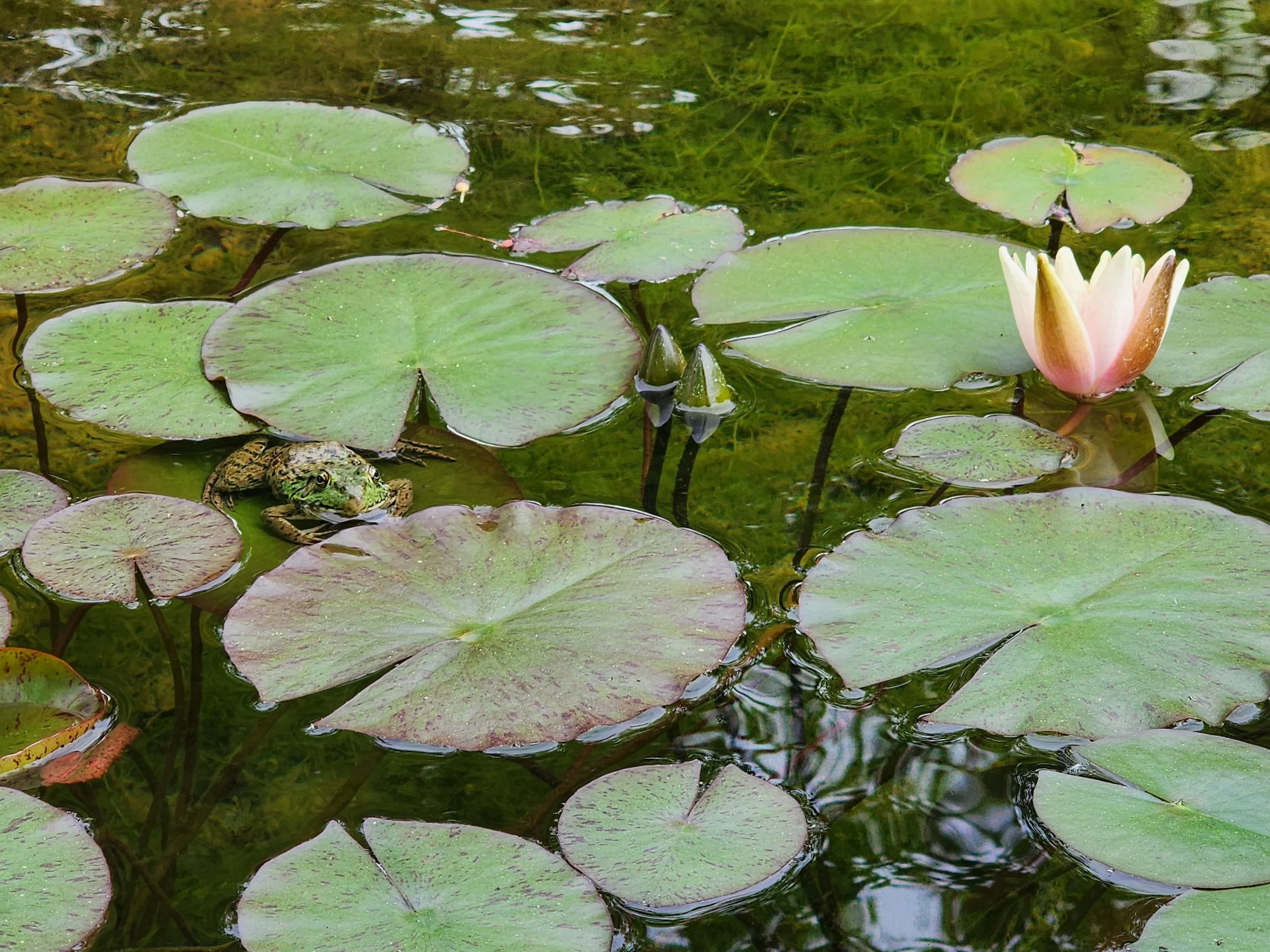 Estanque con hojas de nenúfar y flor de loto rosada, un sapo en una hoja de nenúfar