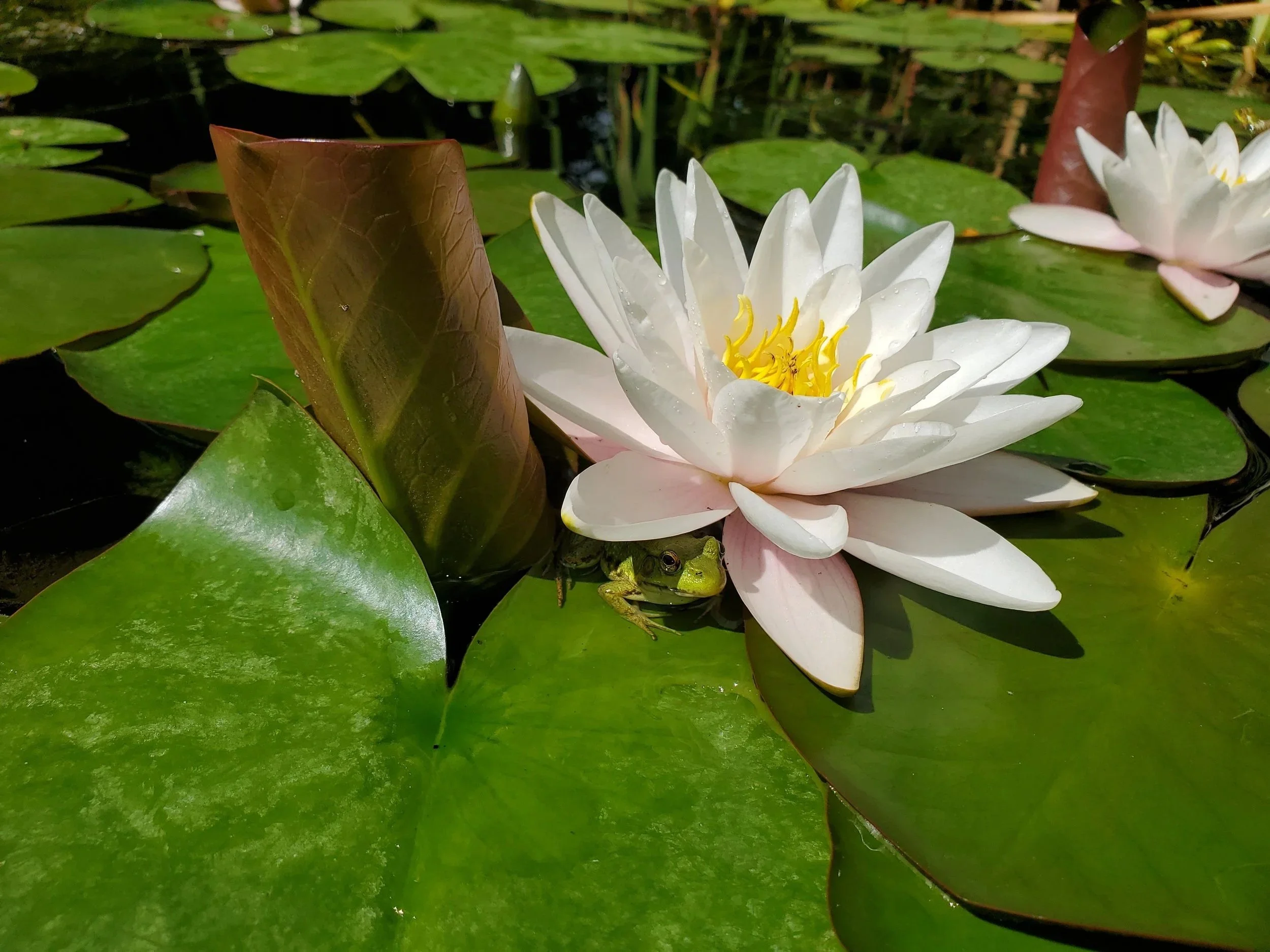 Flor de loto blanca con hojas verdes y una rana pequeña en una hoja