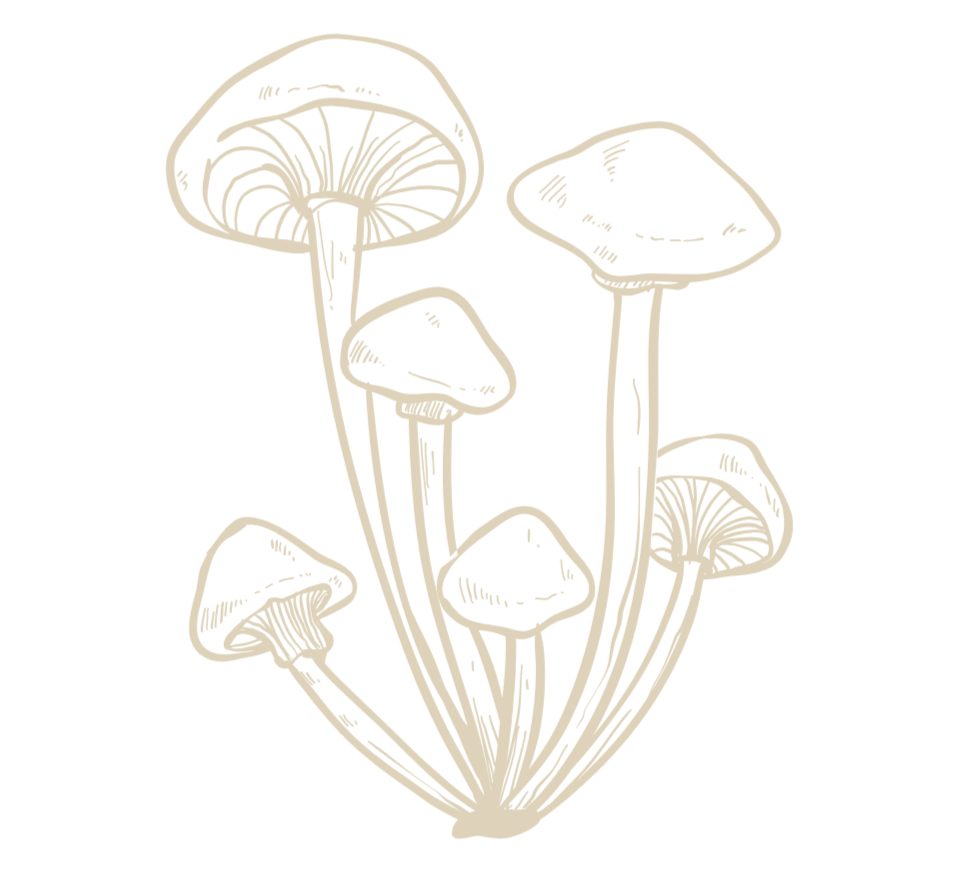 Line drawing of five mushrooms with various cap shapes on black background.