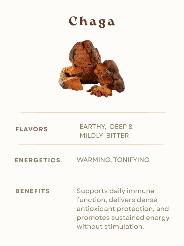 Chaga Mushroom Benefits Flavor Energetics