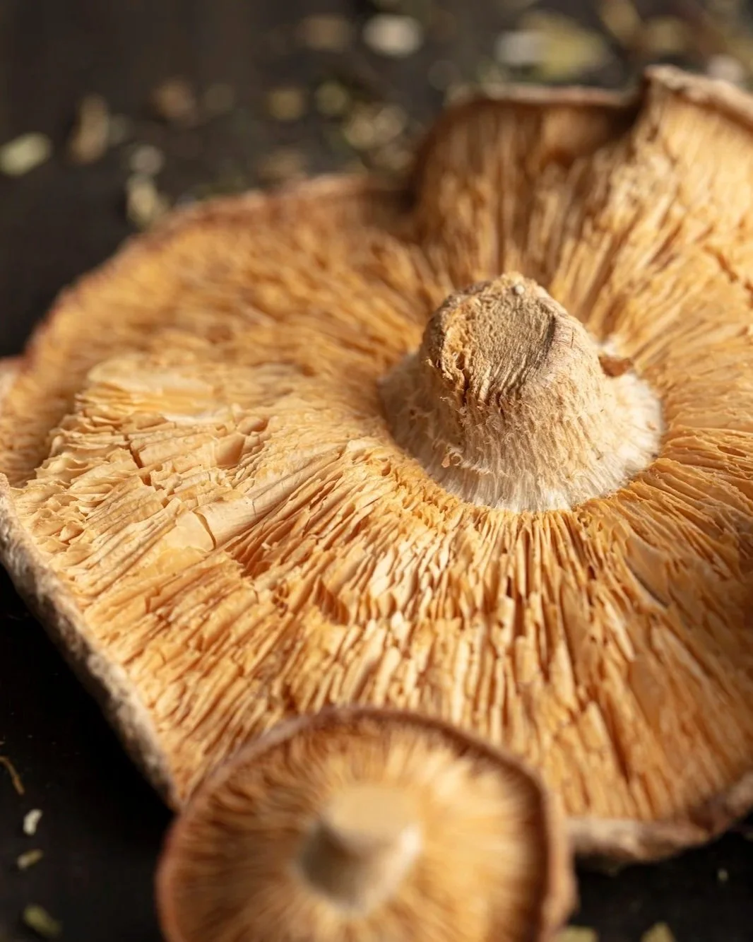 Close-up of a dried mushroom, showing its gills and cap in detail.