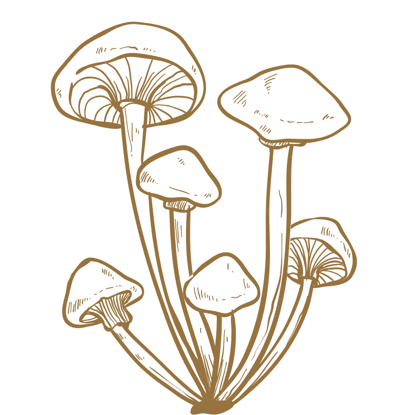 Illustration of fungi with five mushrooms on black background.