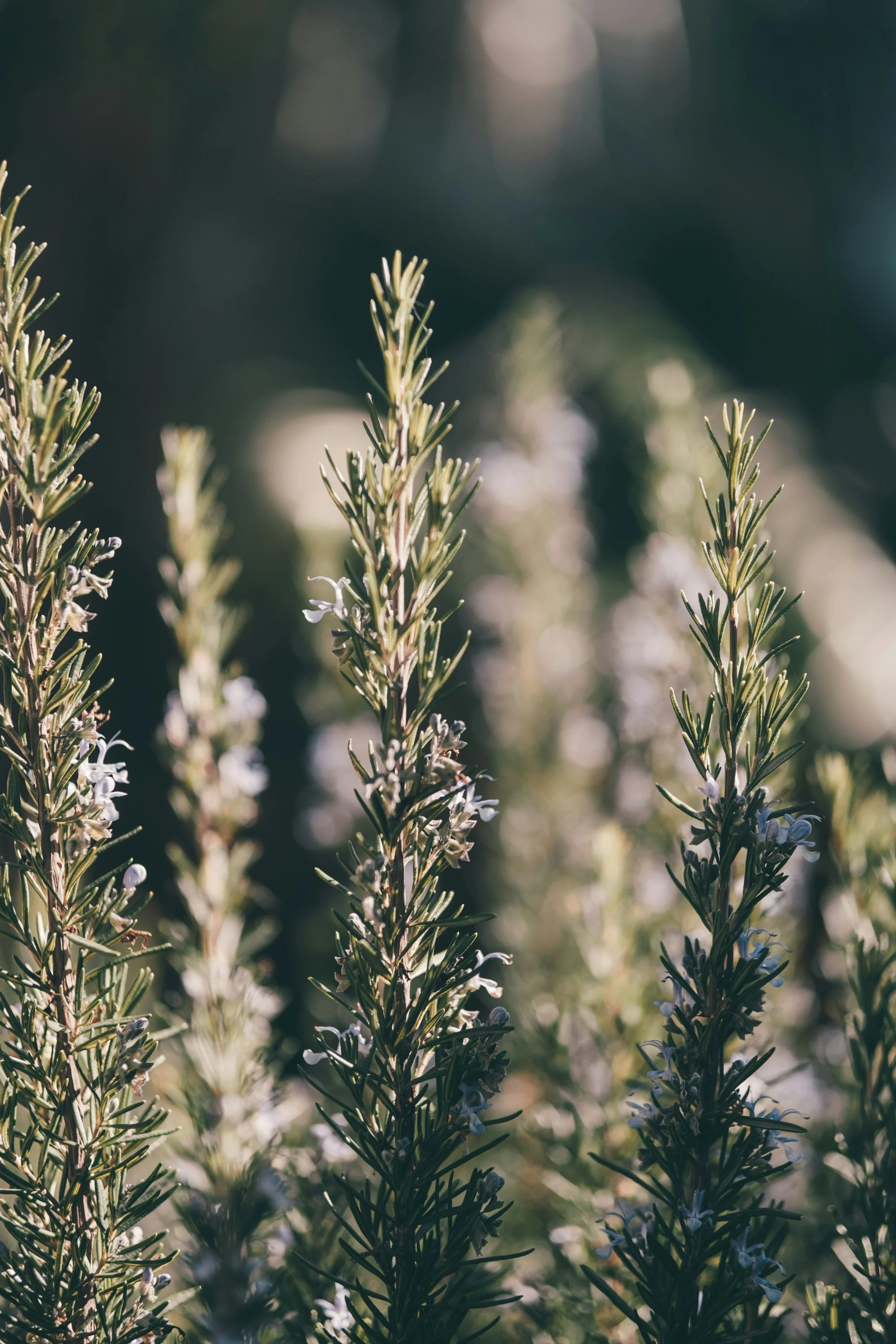 Close-up of rosemary plants with green needle-like leaves and small white flowers, sunlight shining through.