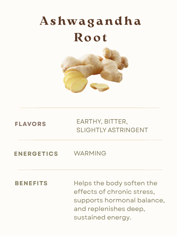 Ashwagandha Root Information Flavor Energetcs Benefits Tea Herbal Remedy