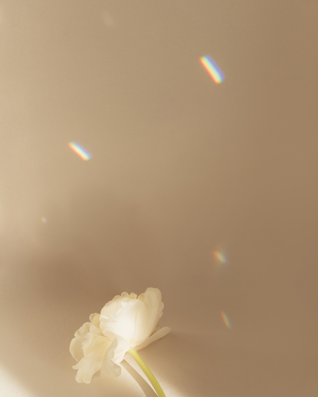 Single white flower resting on a beige surface with light reflections and rainbow-like light distortions.