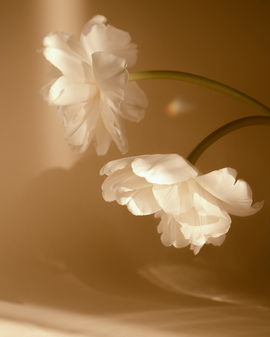 Close-up of two white tulip flowers with curved stems against a warm, neutral background.