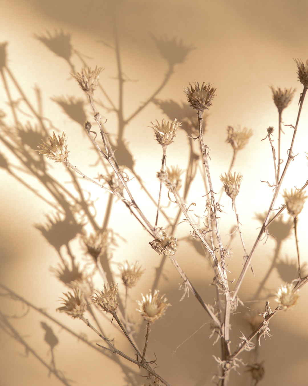 Dry, withered plants casting shadows on a beige background.