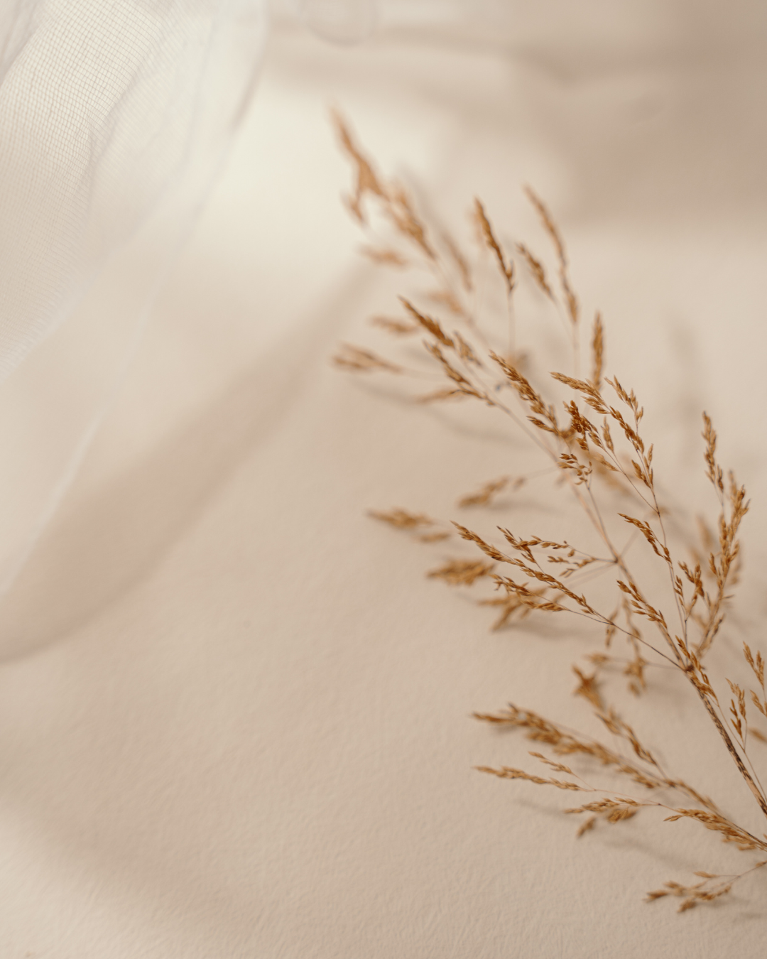 Close-up of dried brown grass or wheat on a soft, light-colored background.