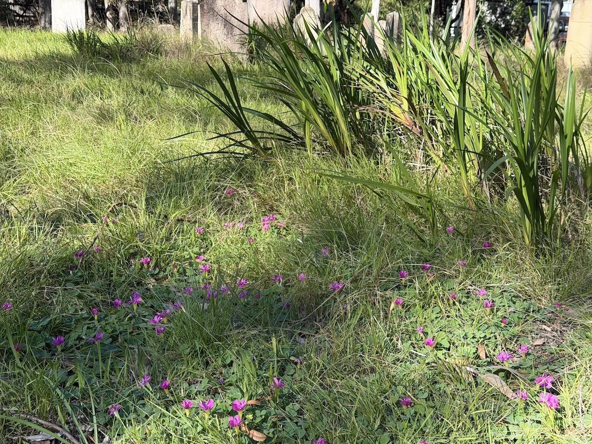 IMG_2217.jpeg