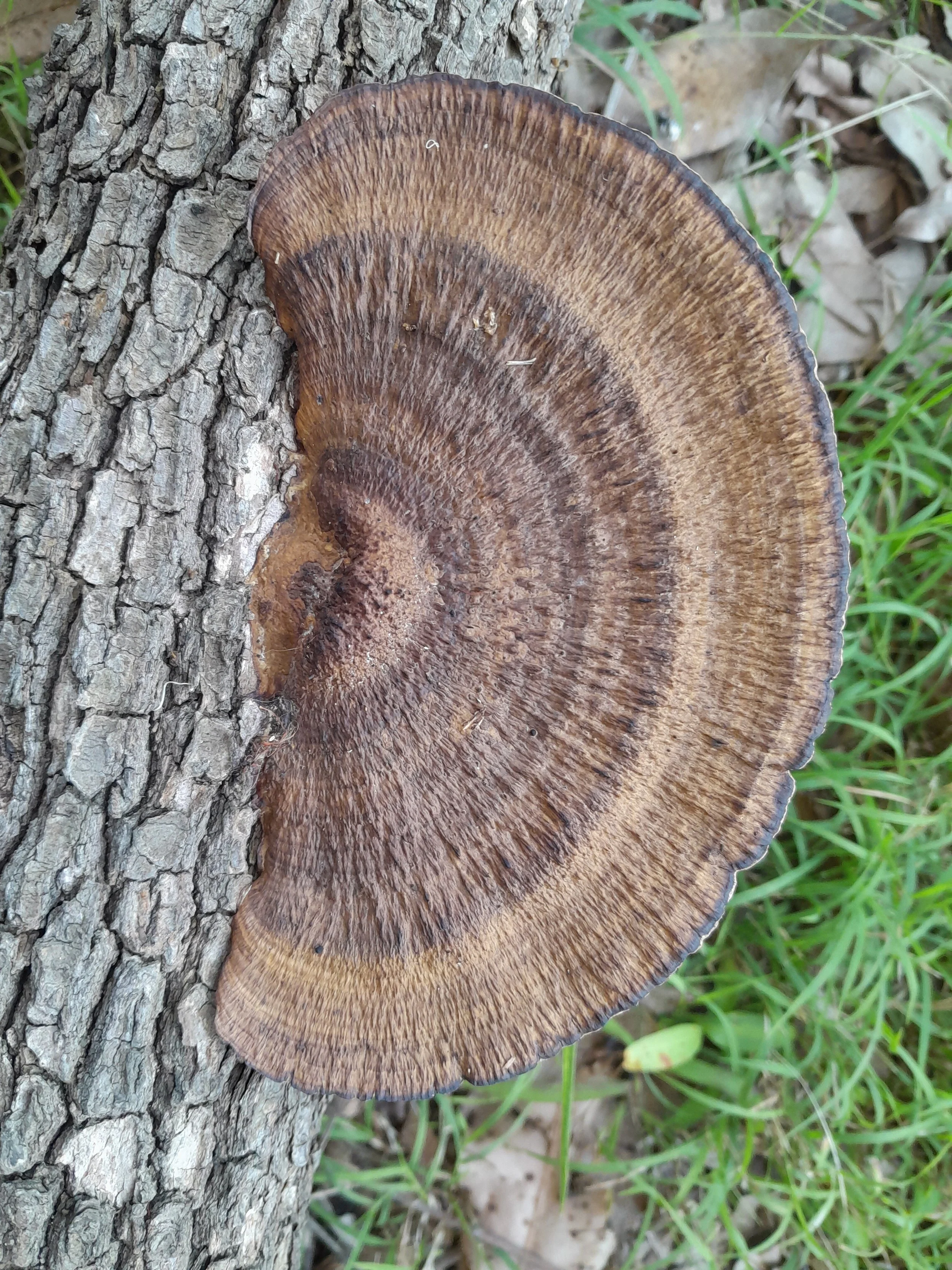 Close-up of a brown bracket fungus growing on a tree trunk in a grassy area.