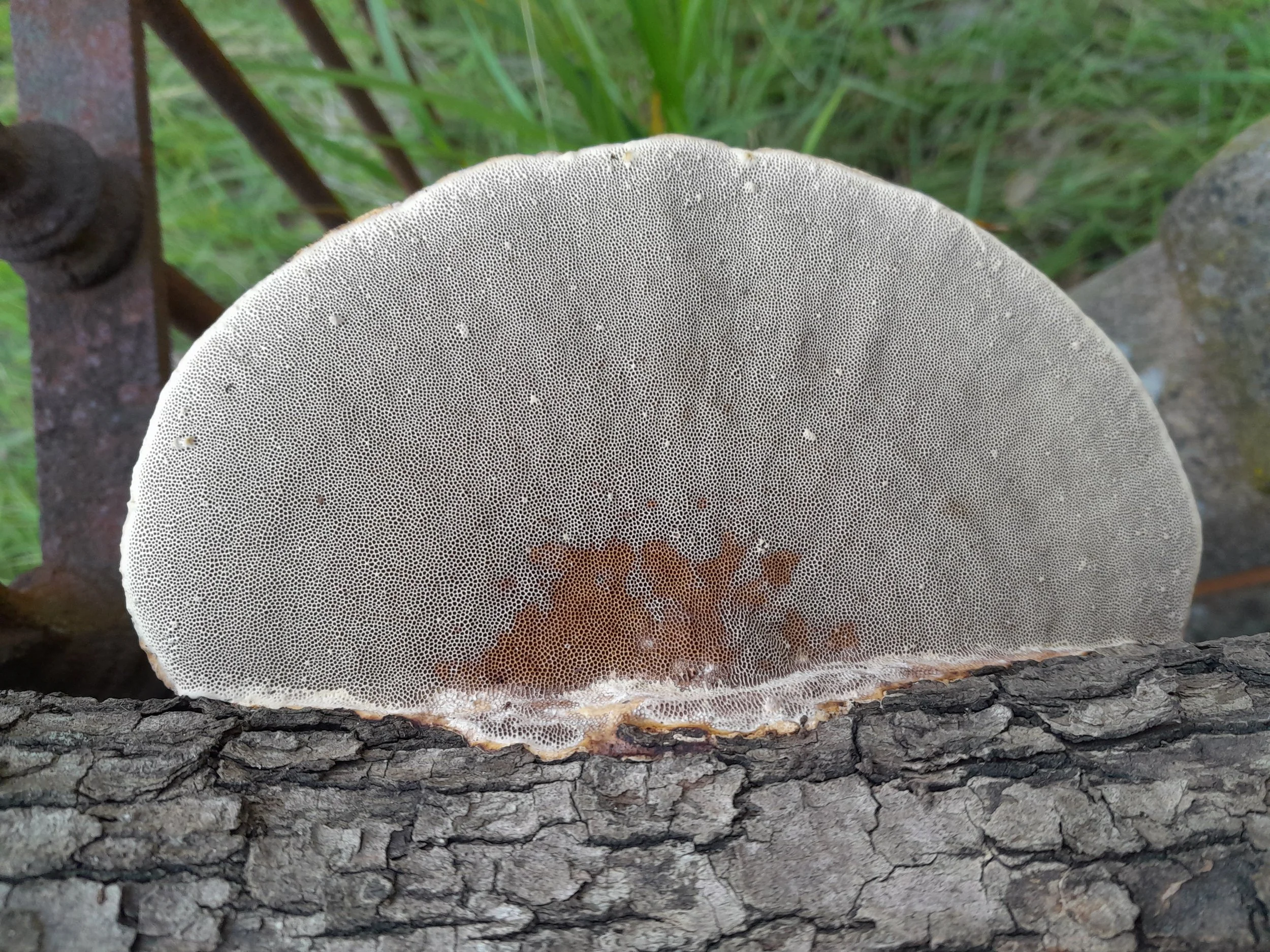 Close-up of a polypore mushroom growing on a tree trunk with a textured surface and small holes