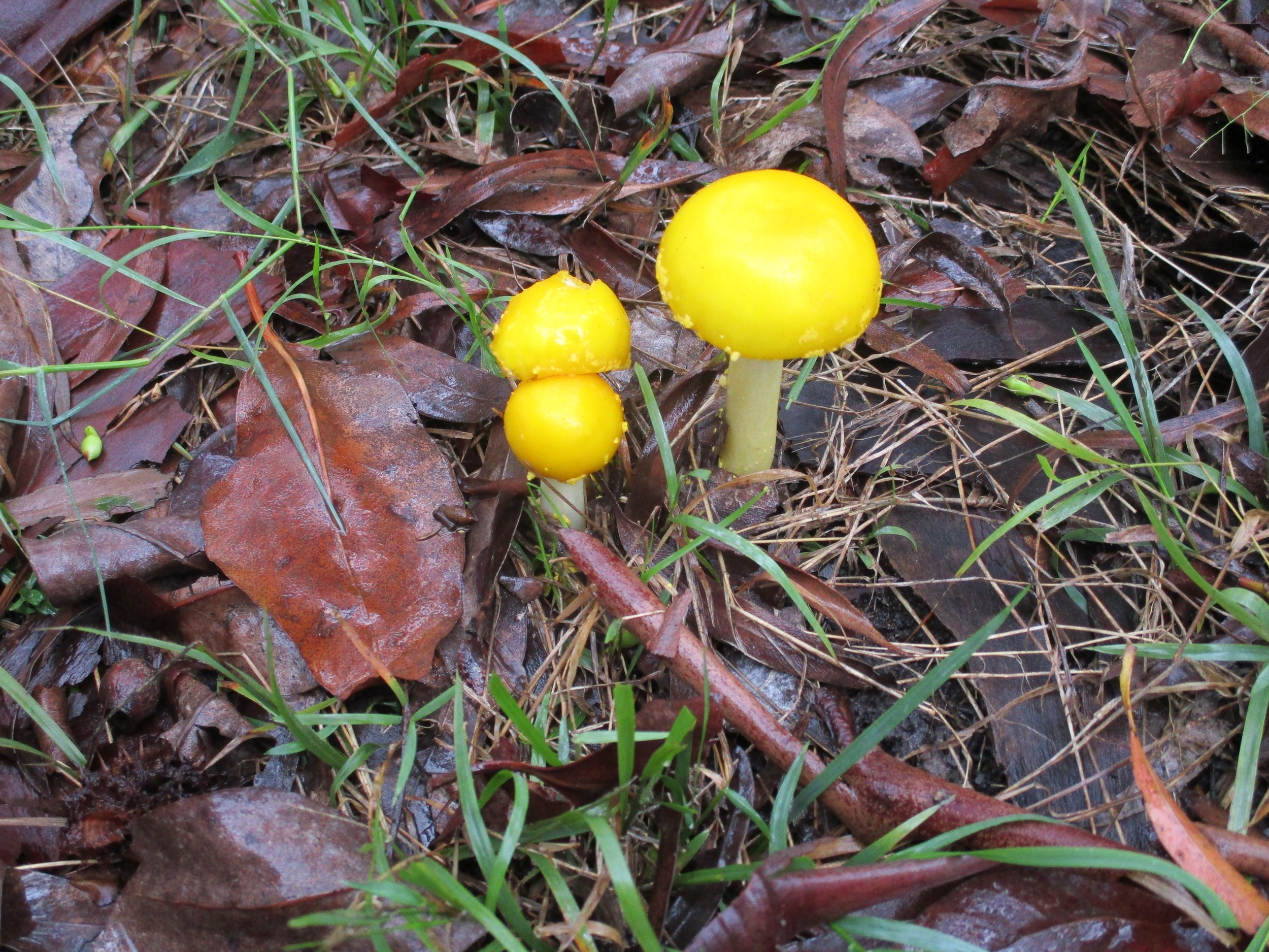 Three yellow mushrooms growing among wet fallen leaves and grass on the ground.