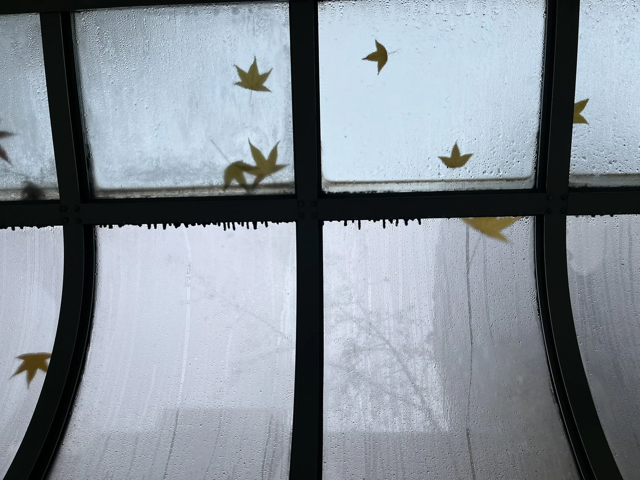 A glass window with raindrops and maple leaves and black frame.