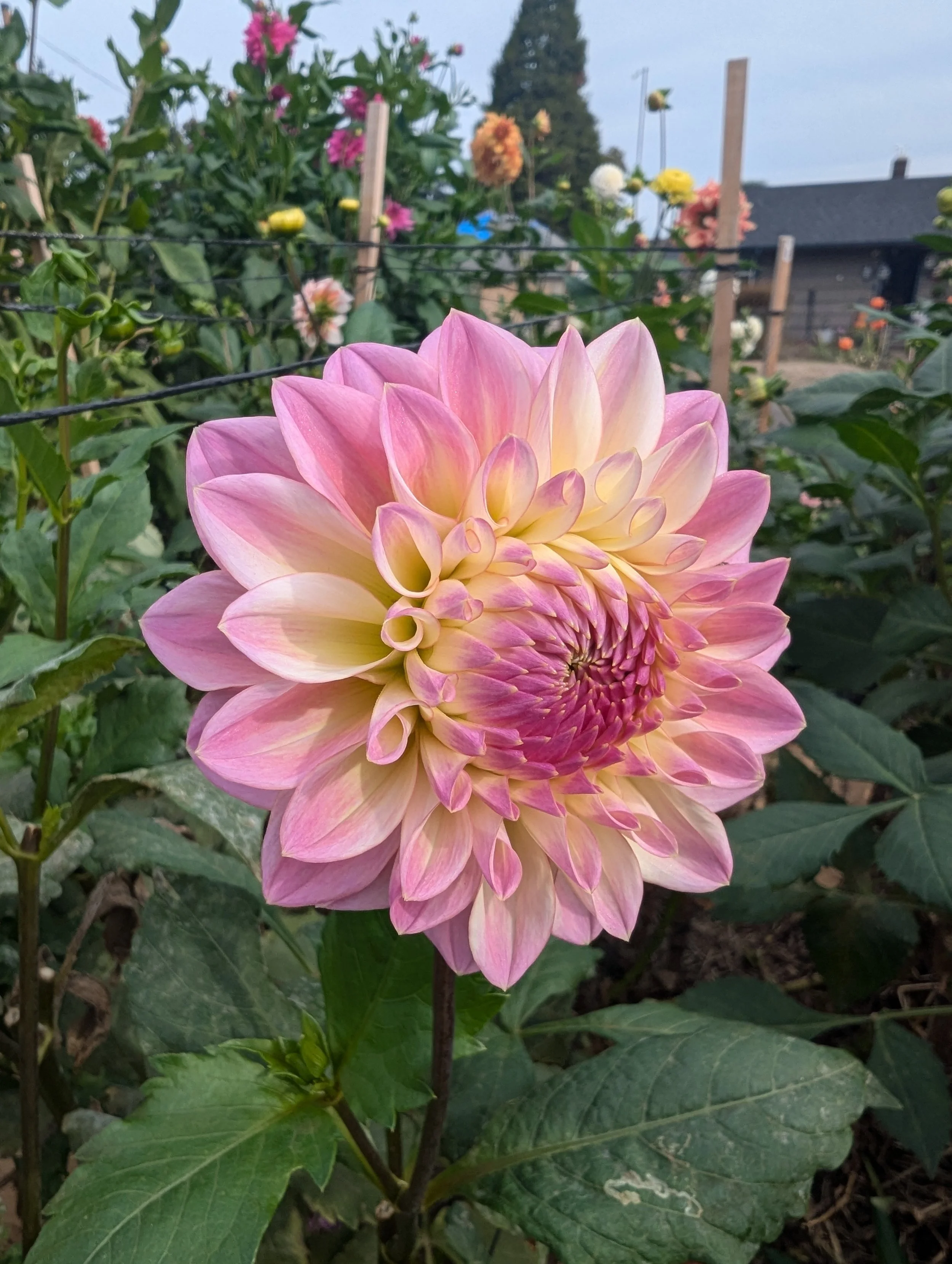 Castle Drive B-grade tubers