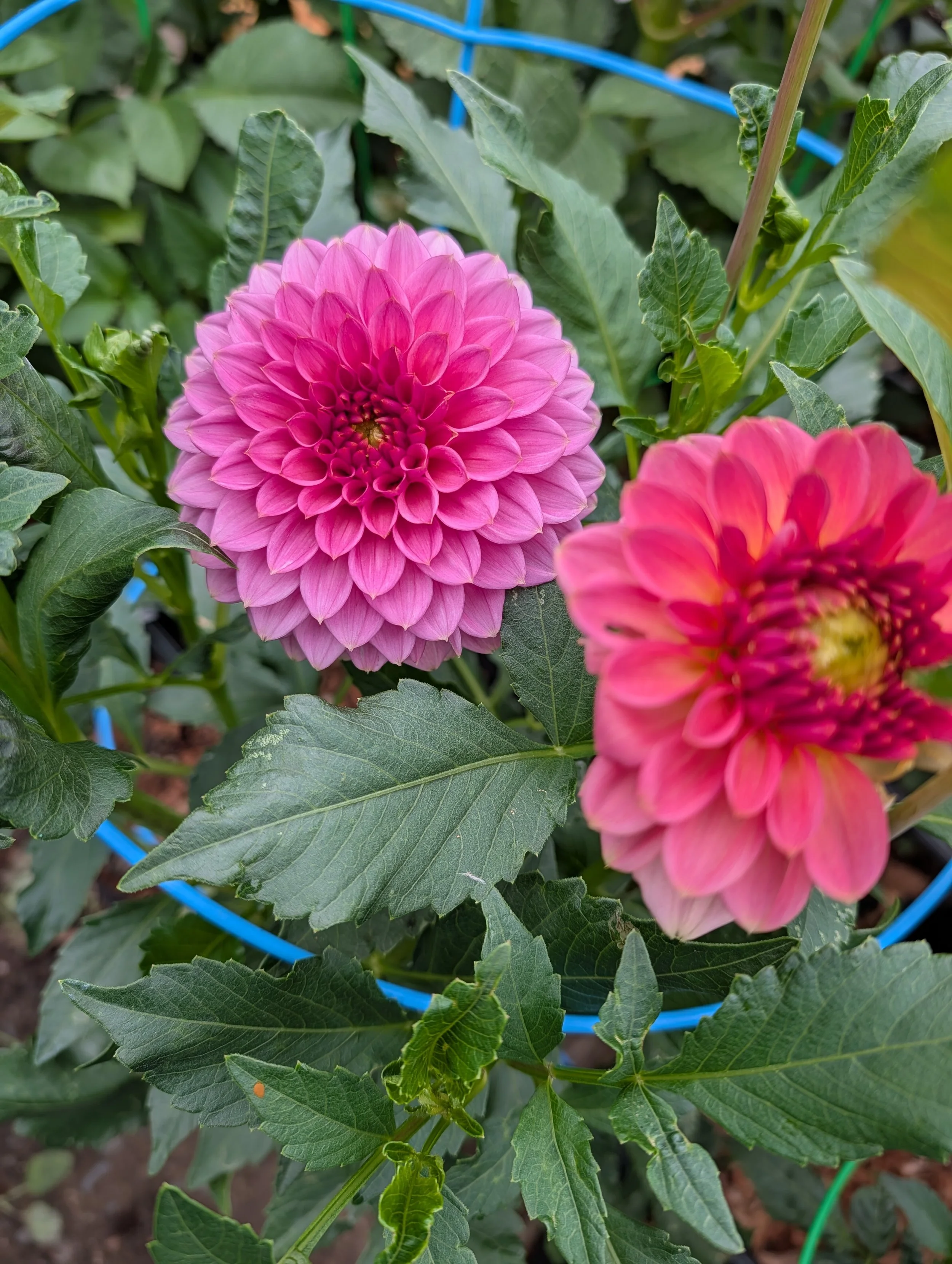 KA's® Morning Dew Tuber