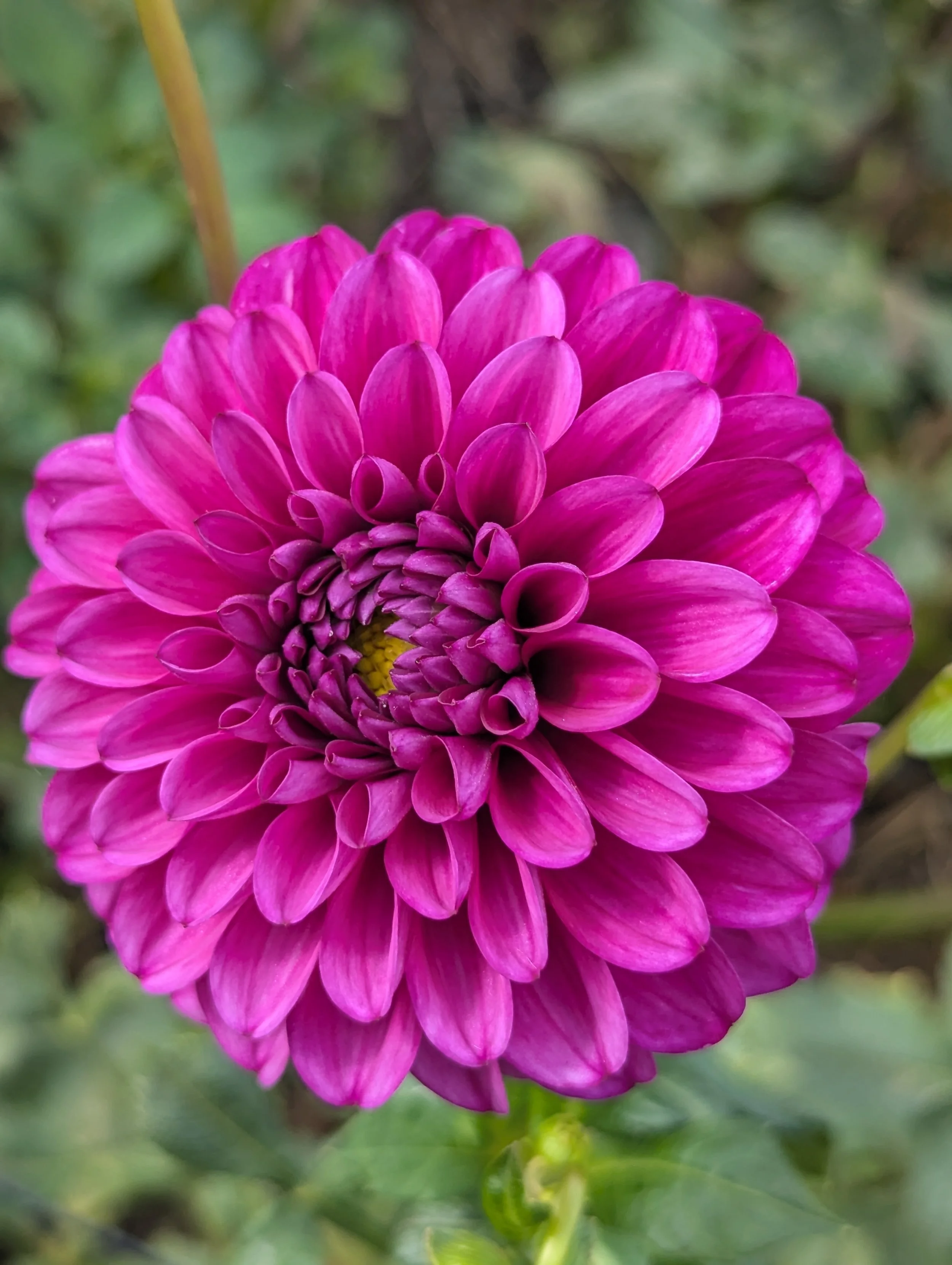 Purple, unidentified