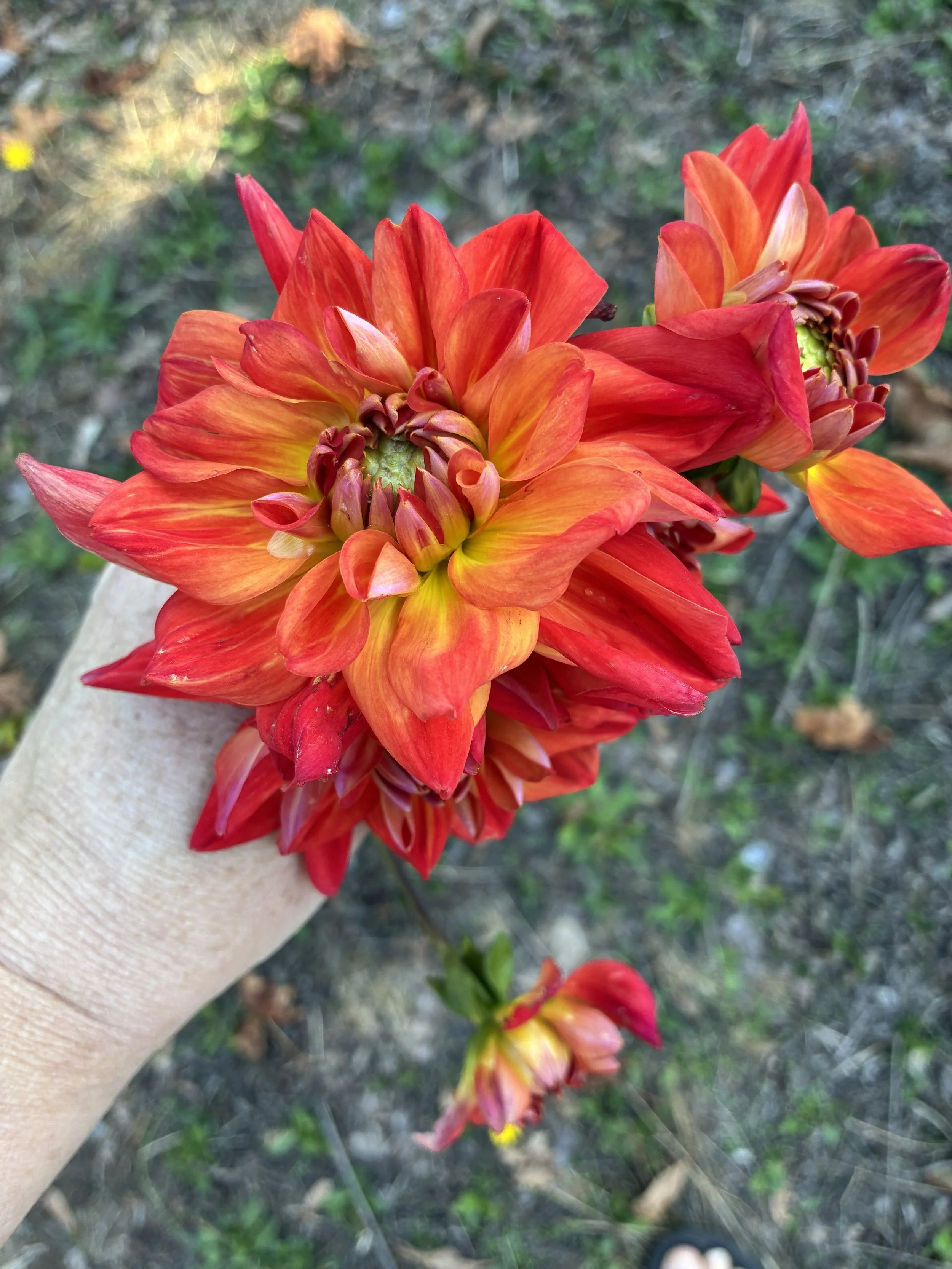 IMG_20260224_105559 (1).jpg