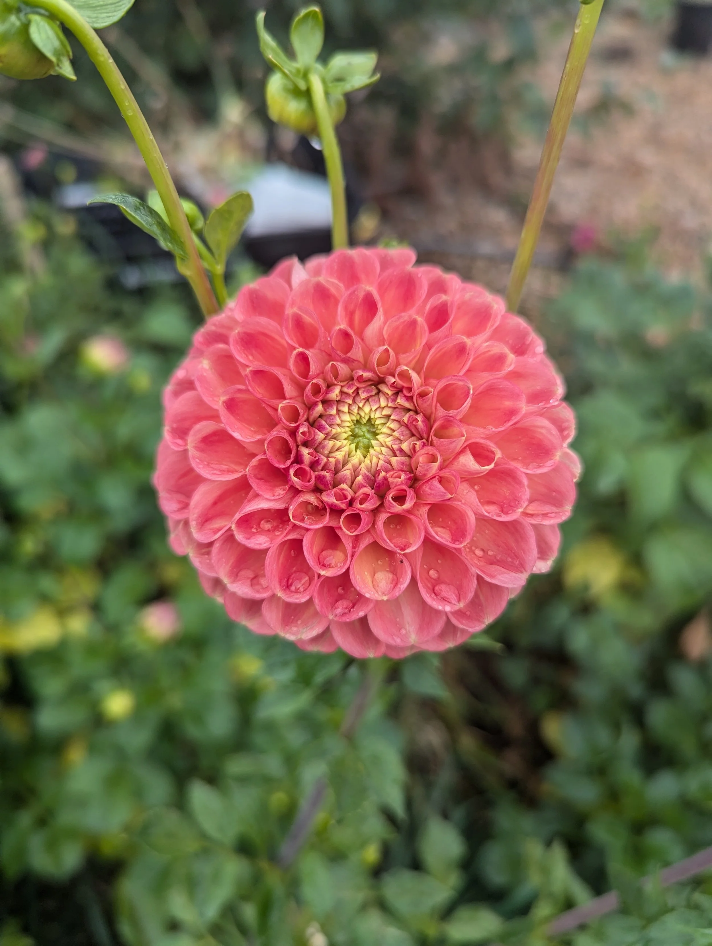 PXL_20250929_183915014.MP (1).jpg