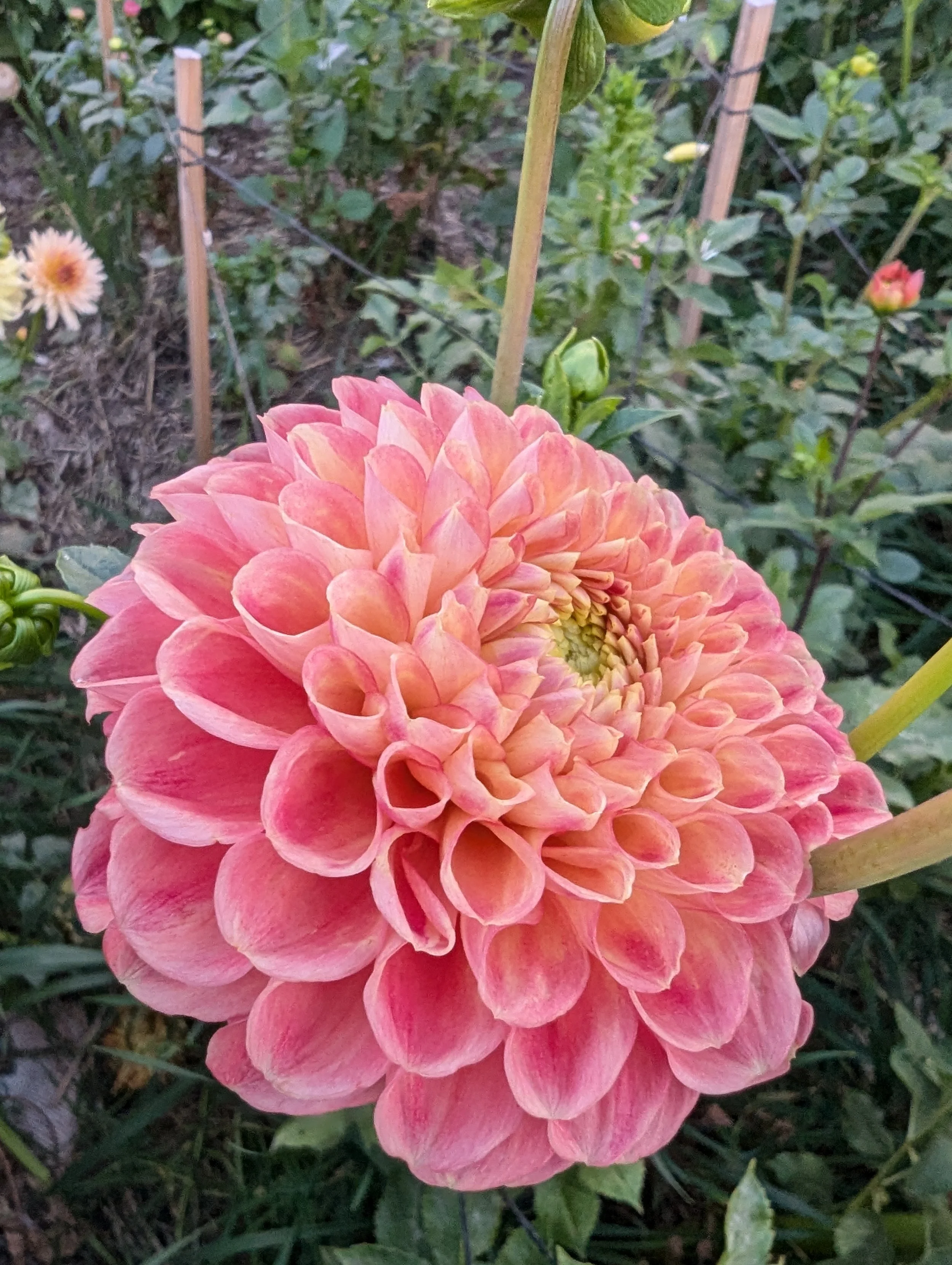 PXL_20250926_020118630.MP (1).jpg