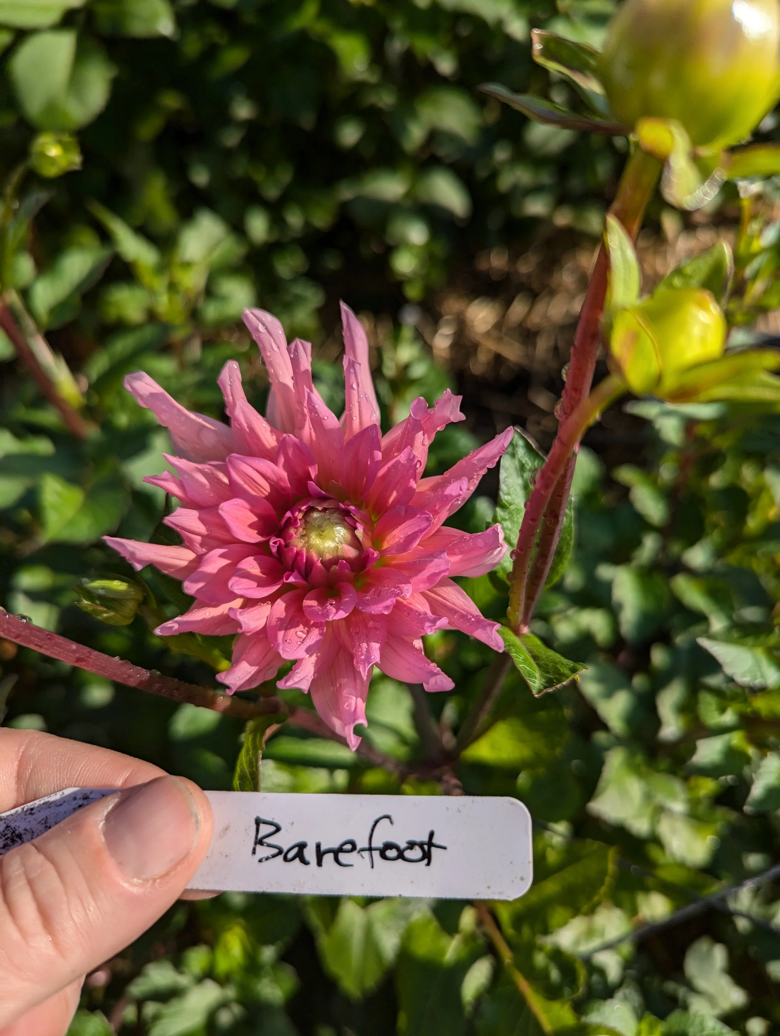 PXL_20250816_150714493.MP (1).jpg