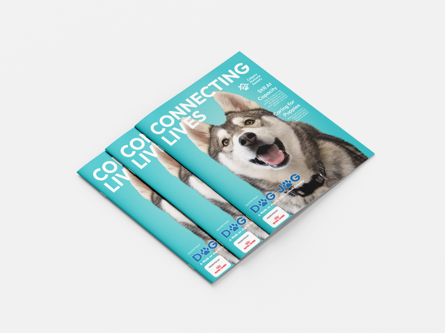 Editorial Design: Connecting Lives