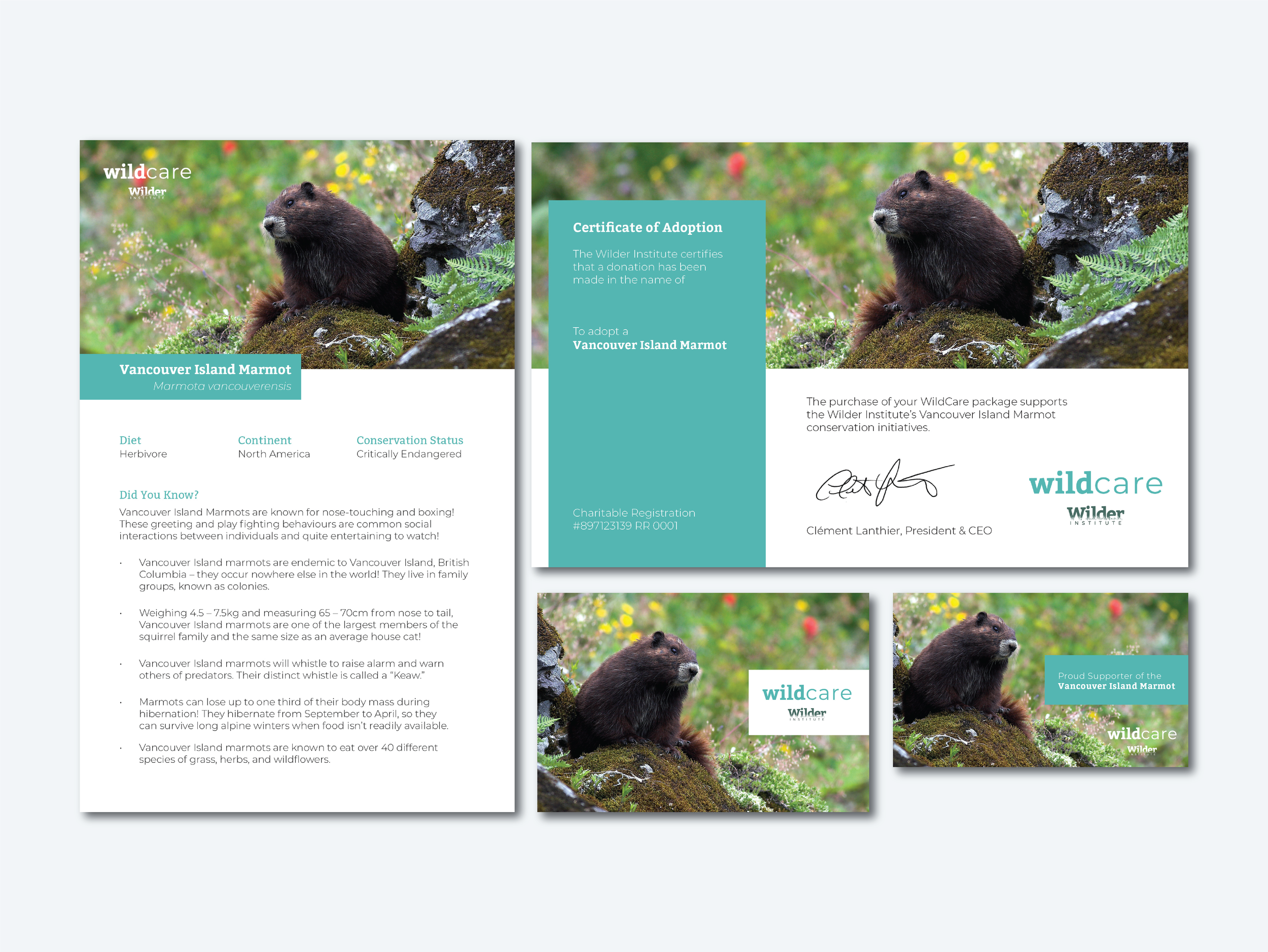 Visual Identity: WildCare