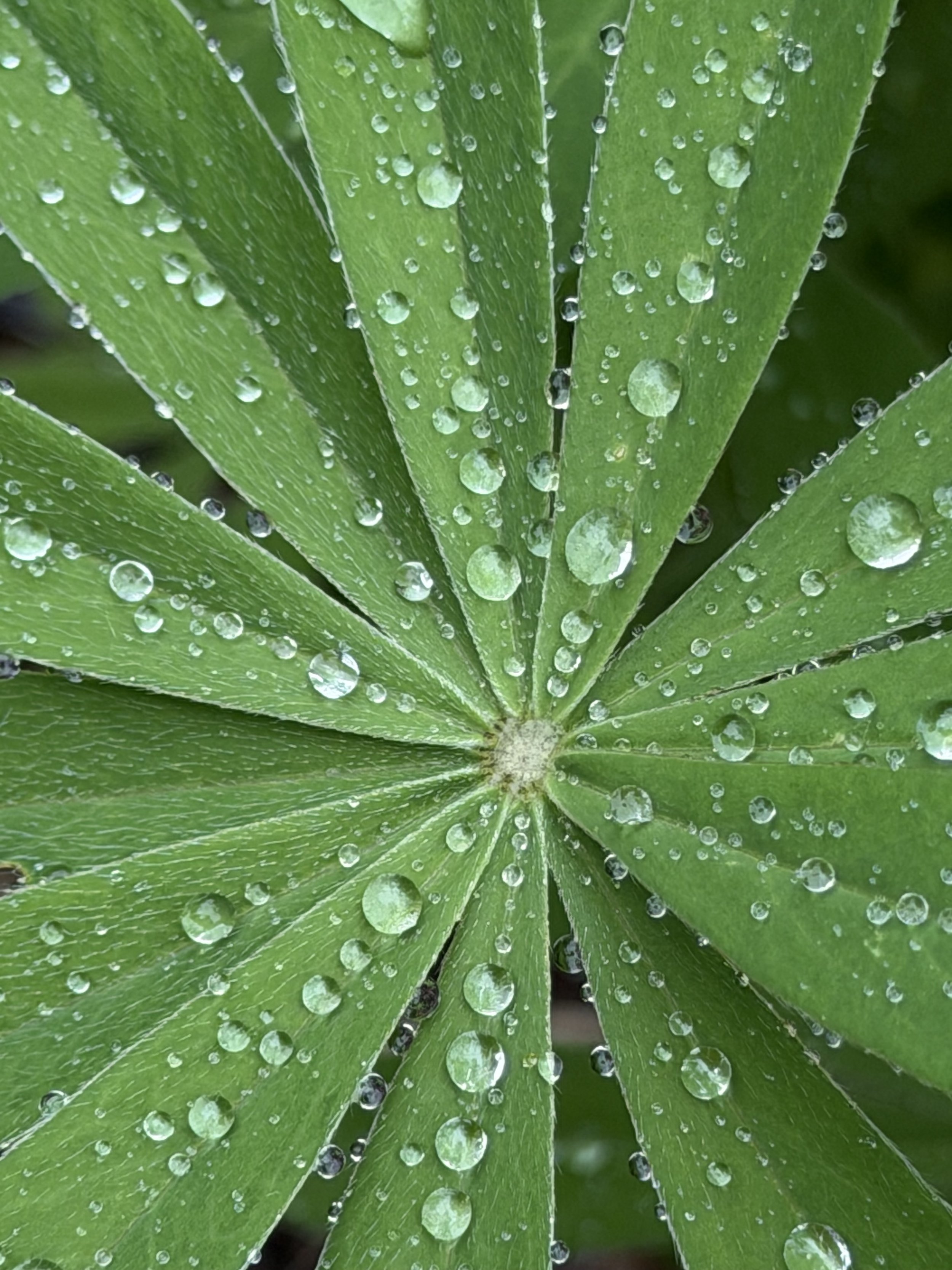 Droplet Vortex, all rights reserved