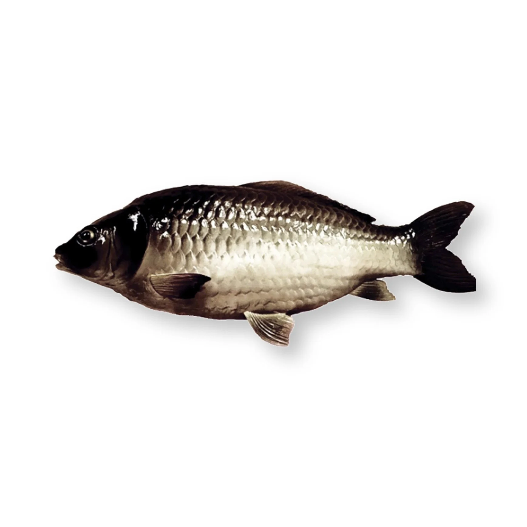  Chinese Carp  
 Machinery, silicone, plastic, electronics, salt 
 35.6 x 14.5x6cm, 2018 
