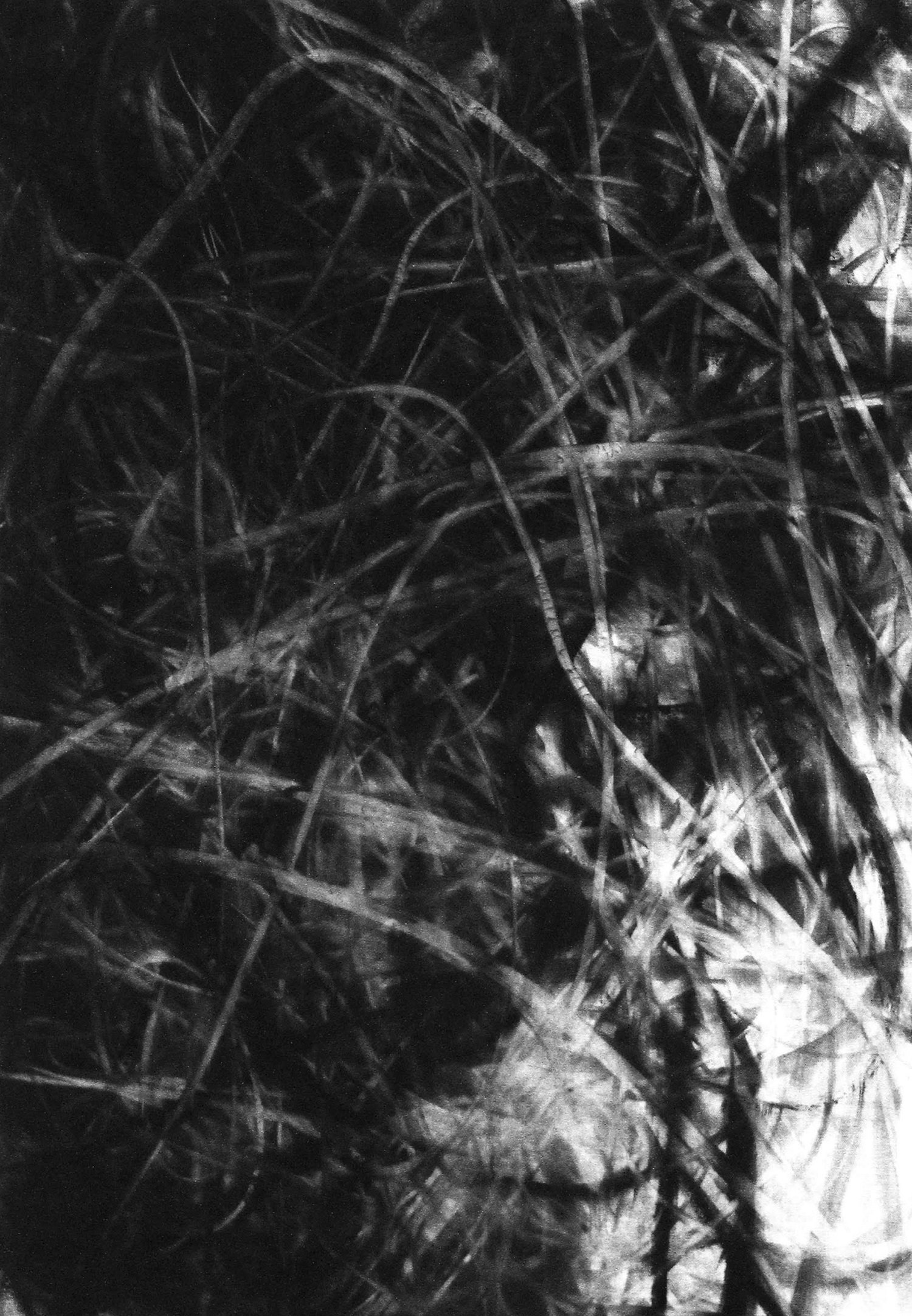 A black and white photo of overgrown, tangled grass and weeds.