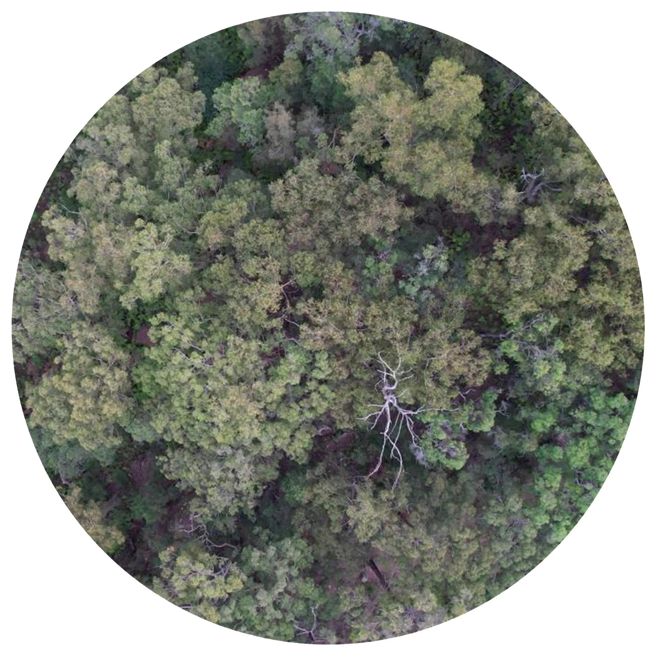  Spring breeze blows again, Blue Mountain 
 Video 
 59 seconds, 2023 