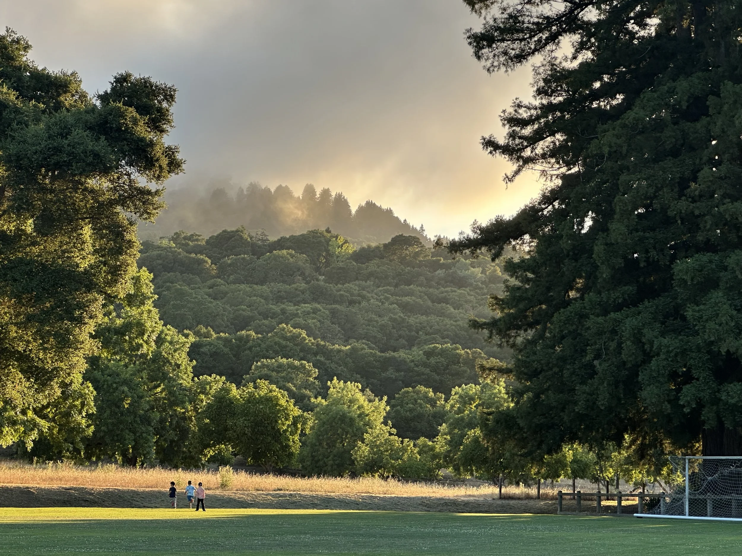 Photo of a trees on a hill at sunset.