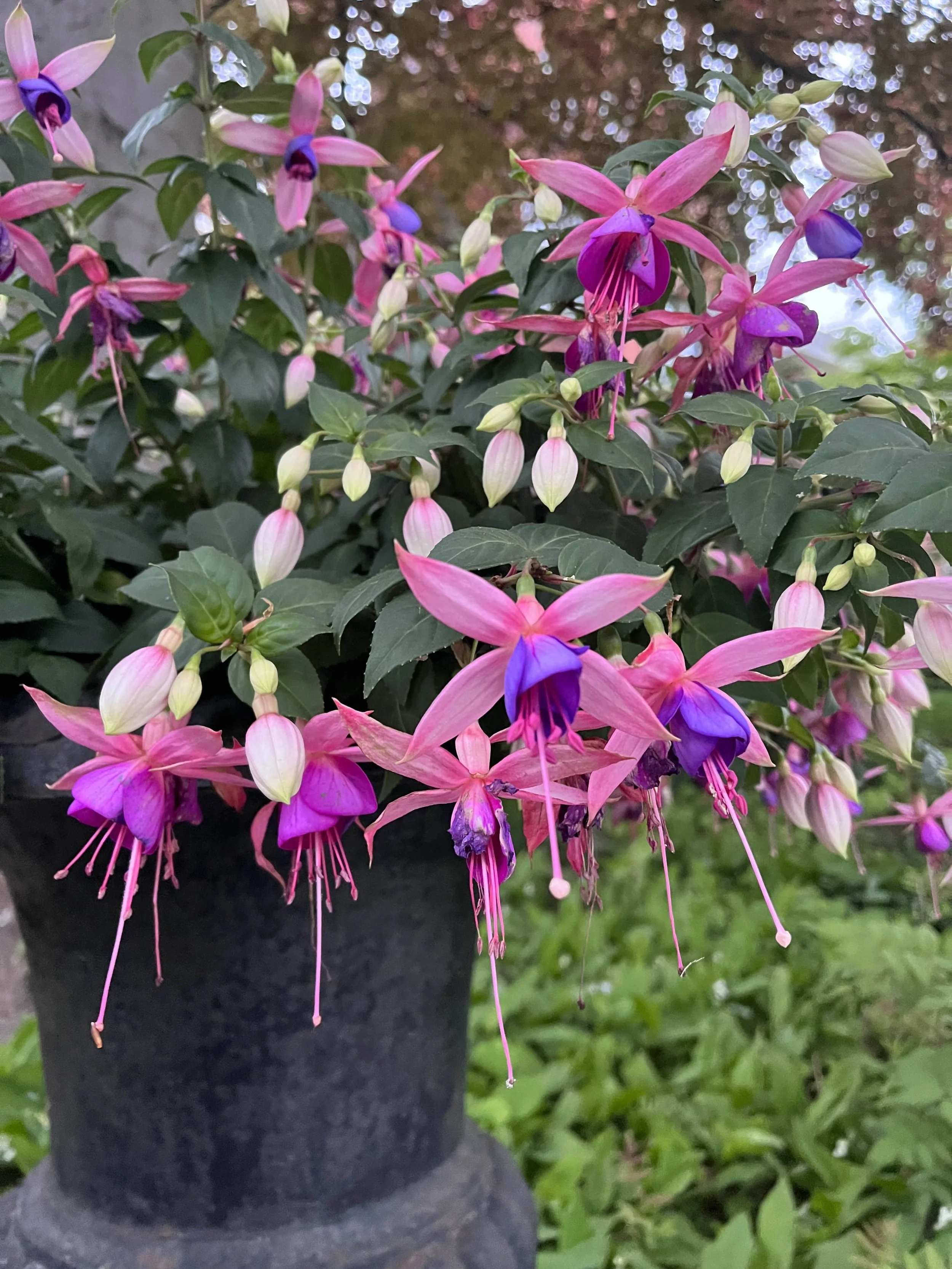 Lady's Eardrops