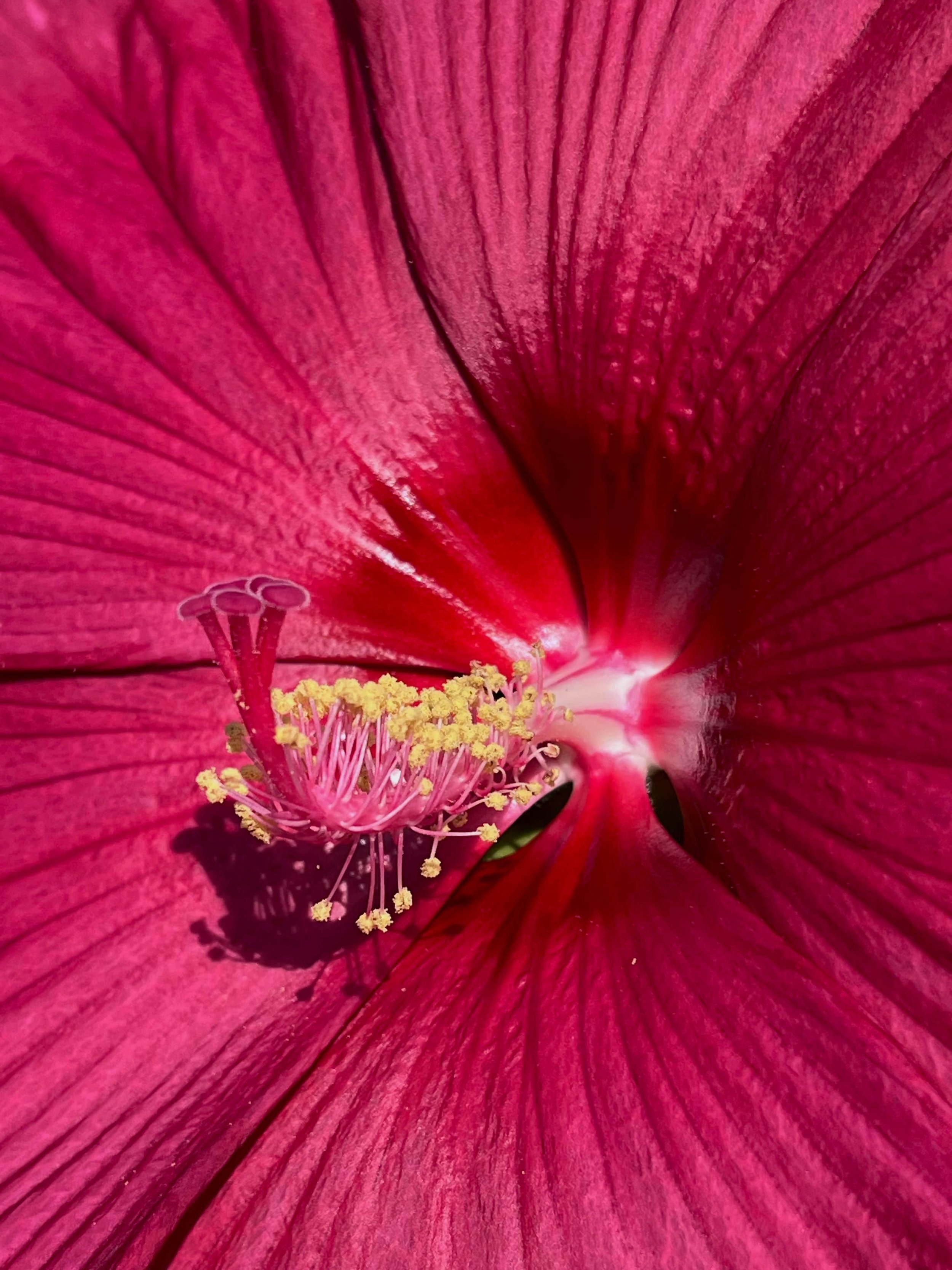 Pink Hibiscus up close