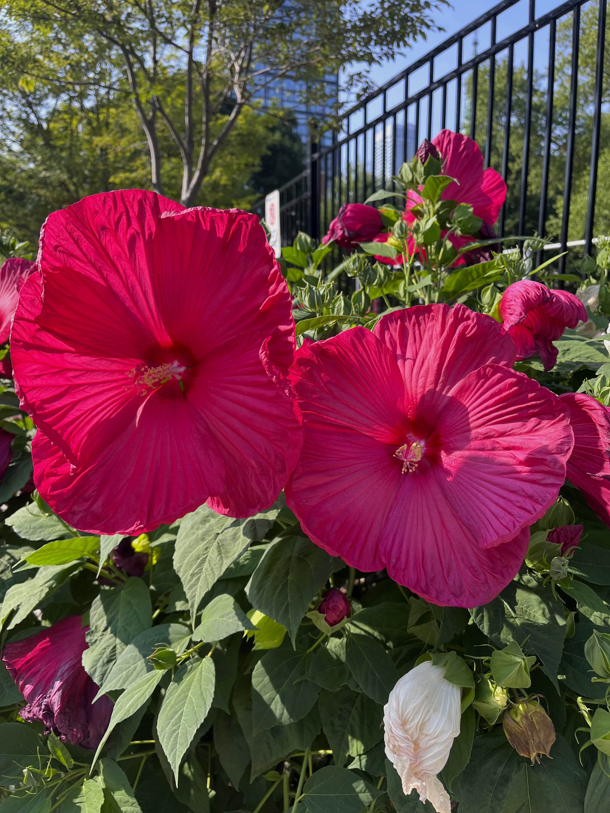 Pink Hibiscus