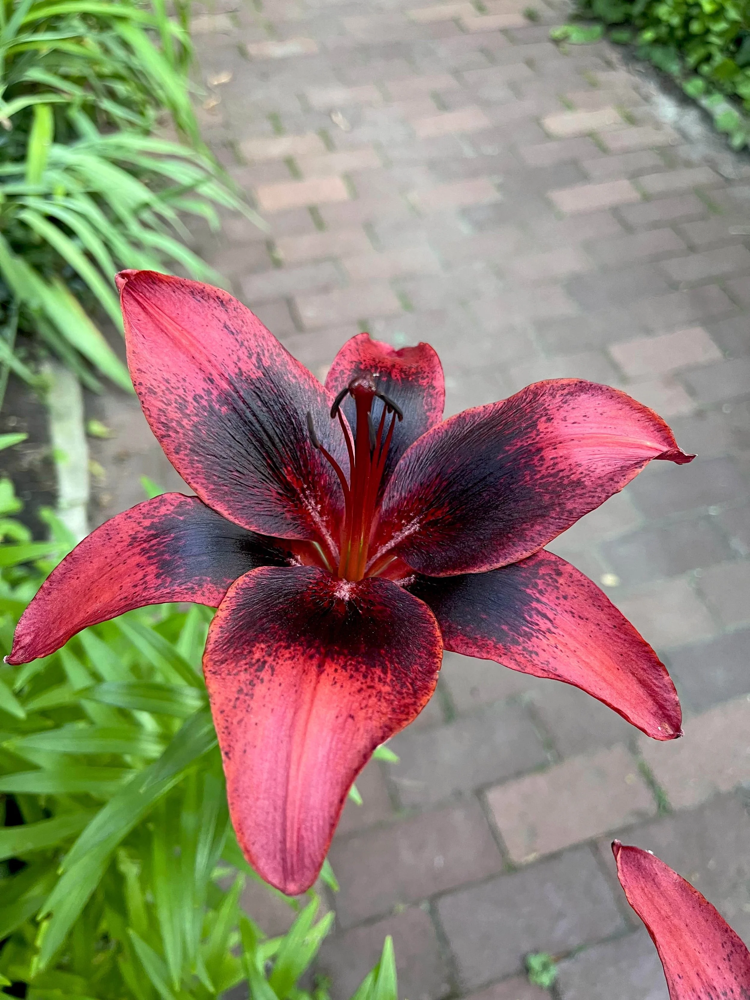 Red Lily with dark burgunndy center
