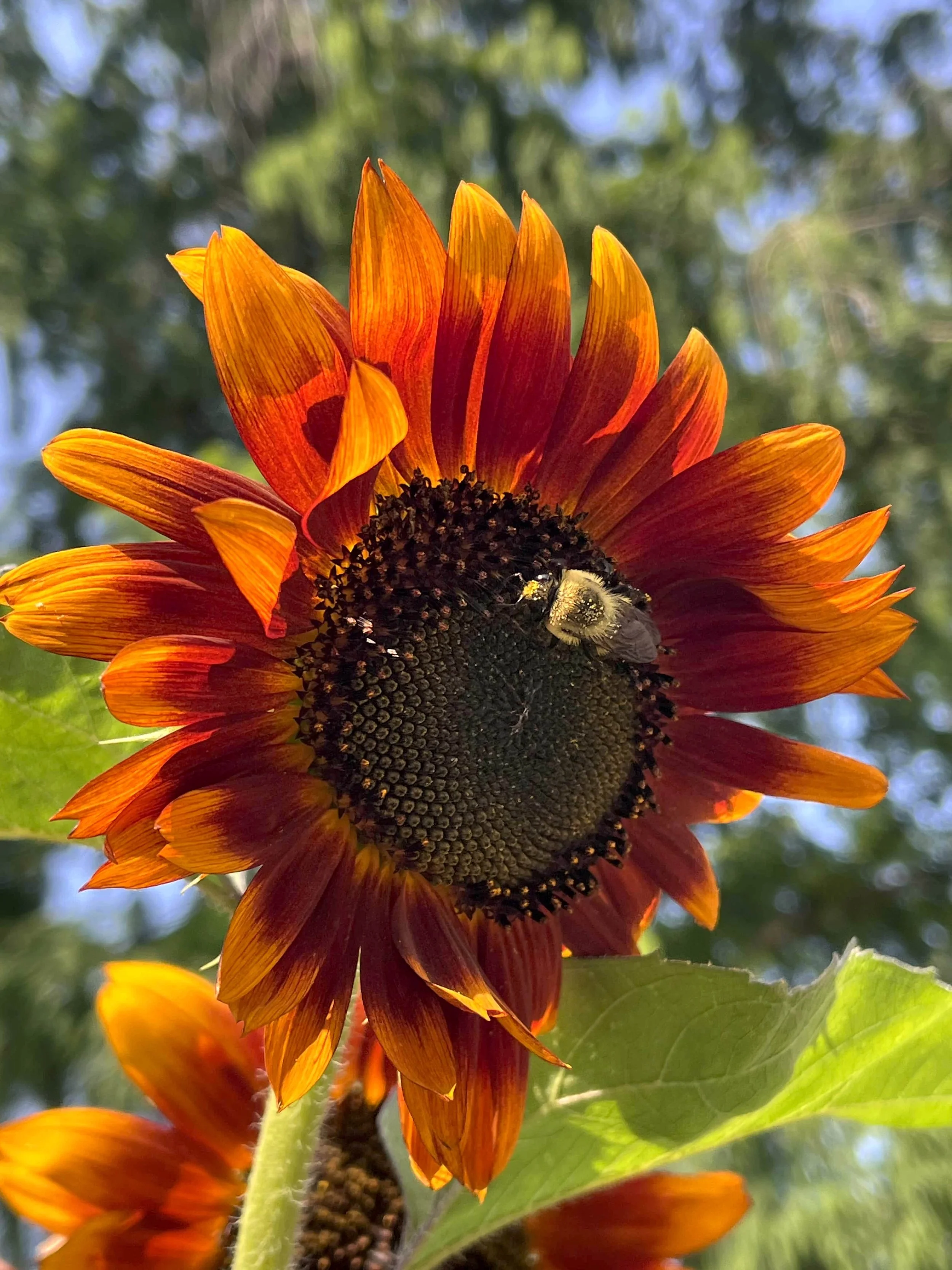 Sunflower with Bumble Bee